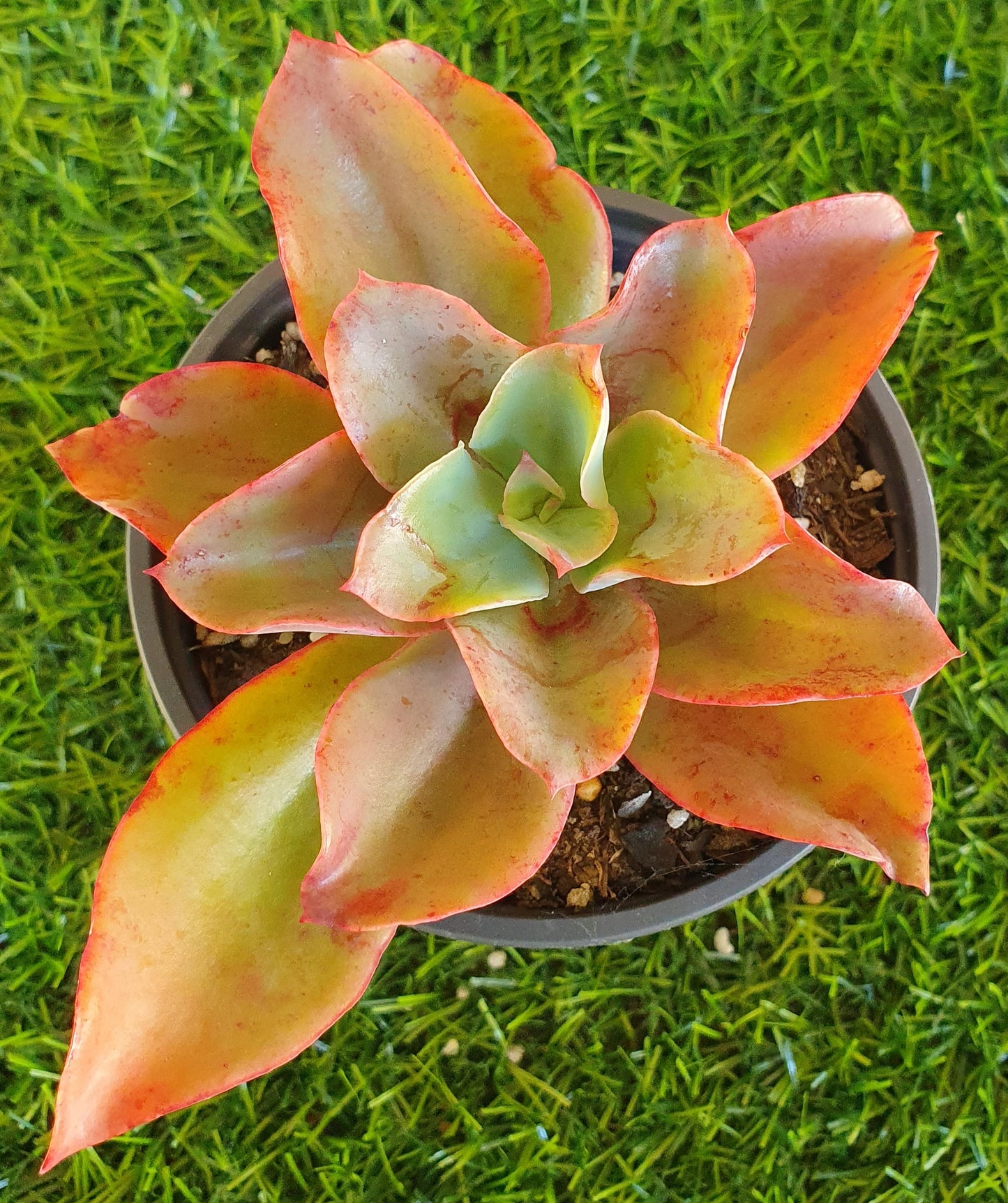 Echeveria Gibbiflora 'Delight'