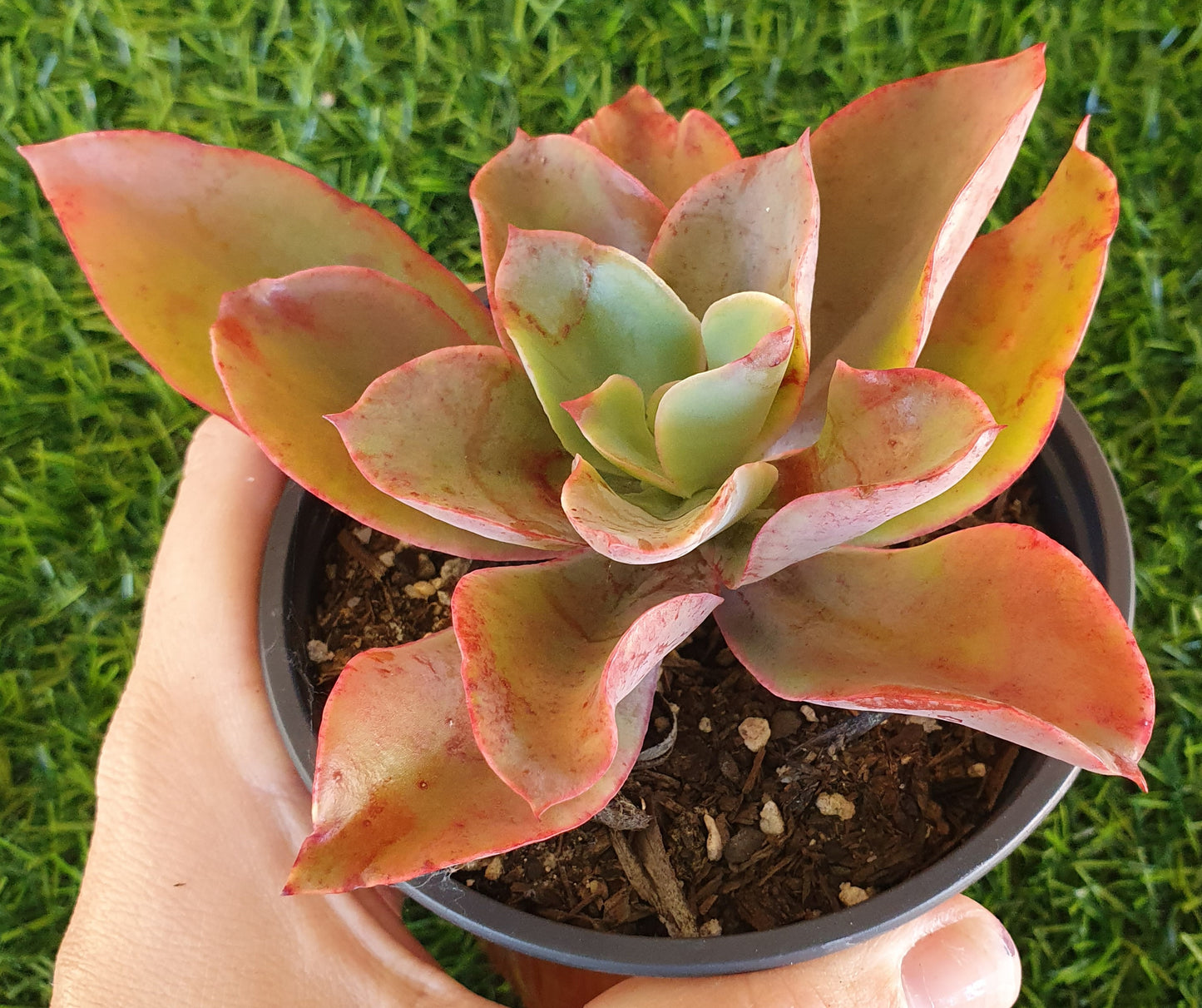 Echeveria Gibbiflora 'Delight'