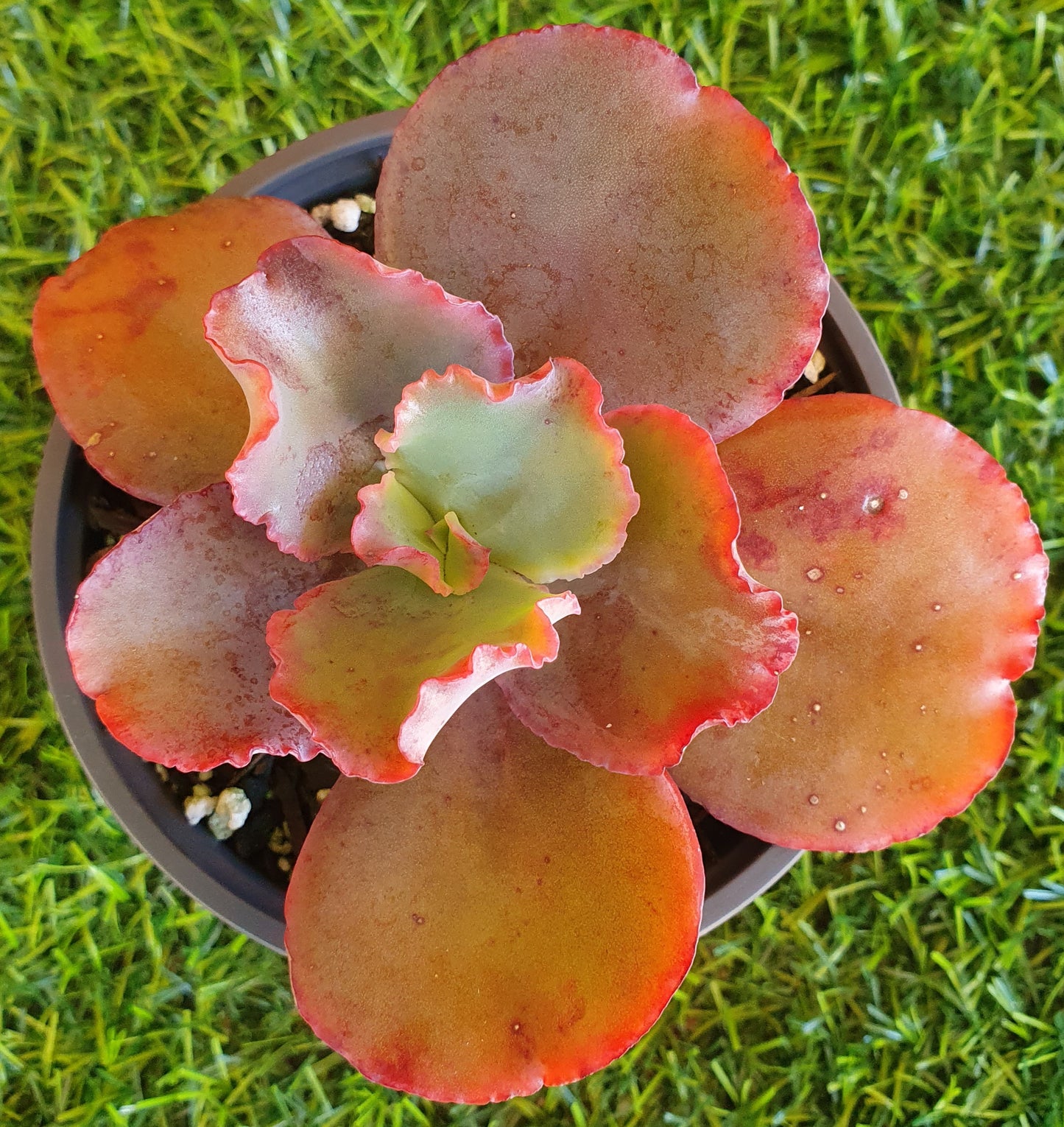Echeveria Zorro