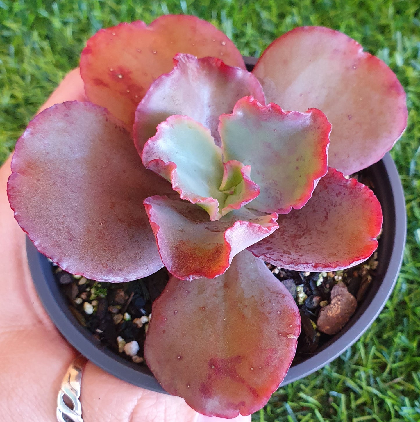Echeveria Zorro