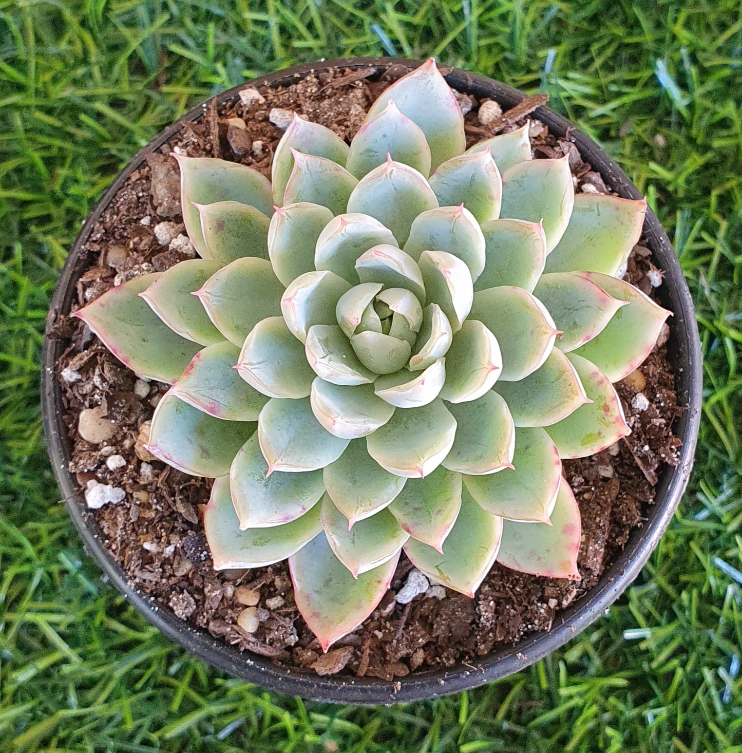 Echeveria Violet Queen