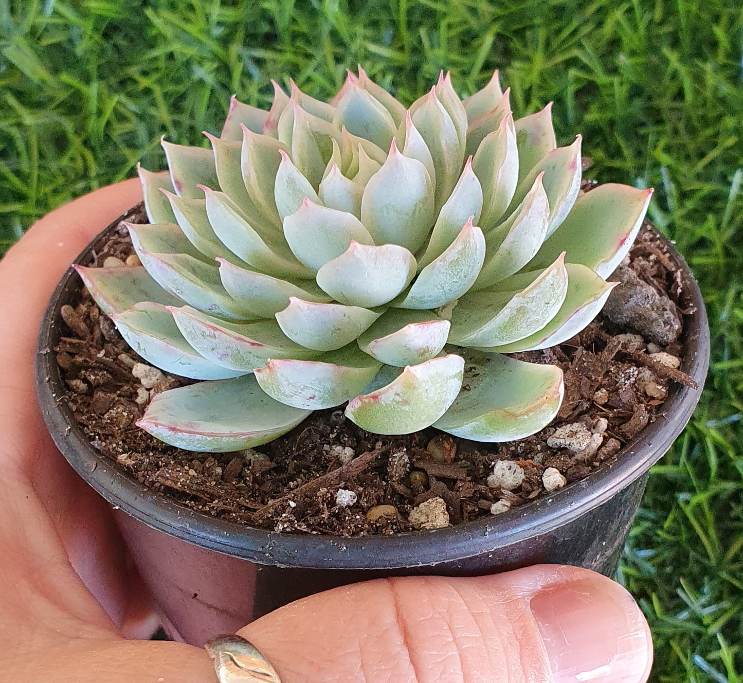 Echeveria Violet Queen