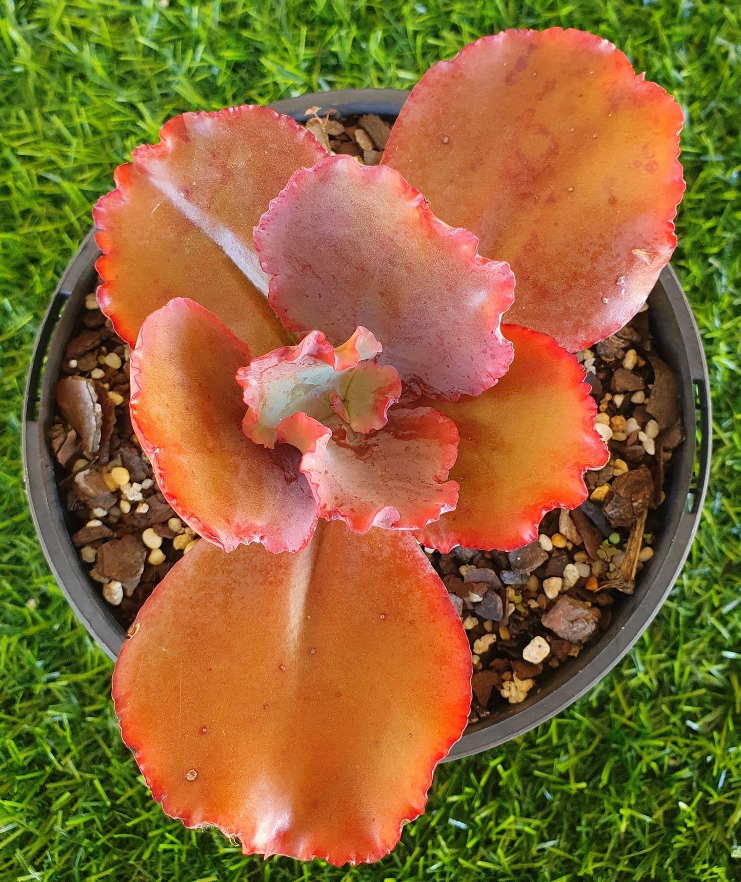 Echeveria Zorro