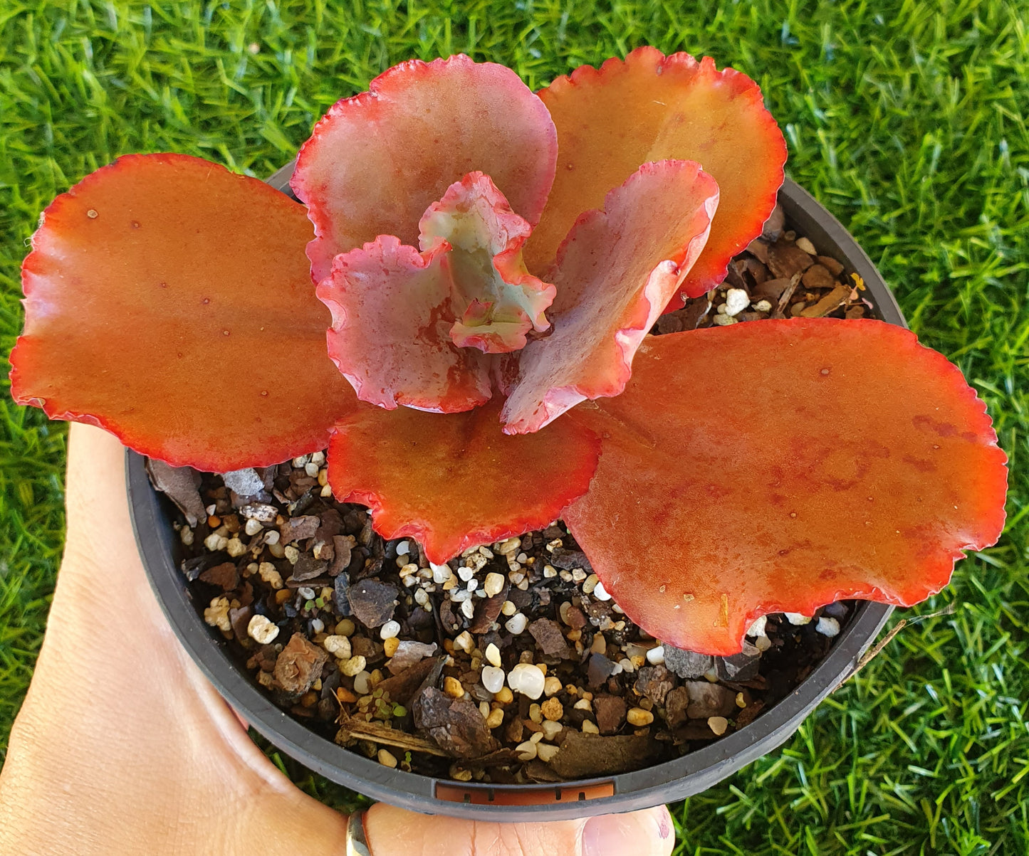 Echeveria Zorro