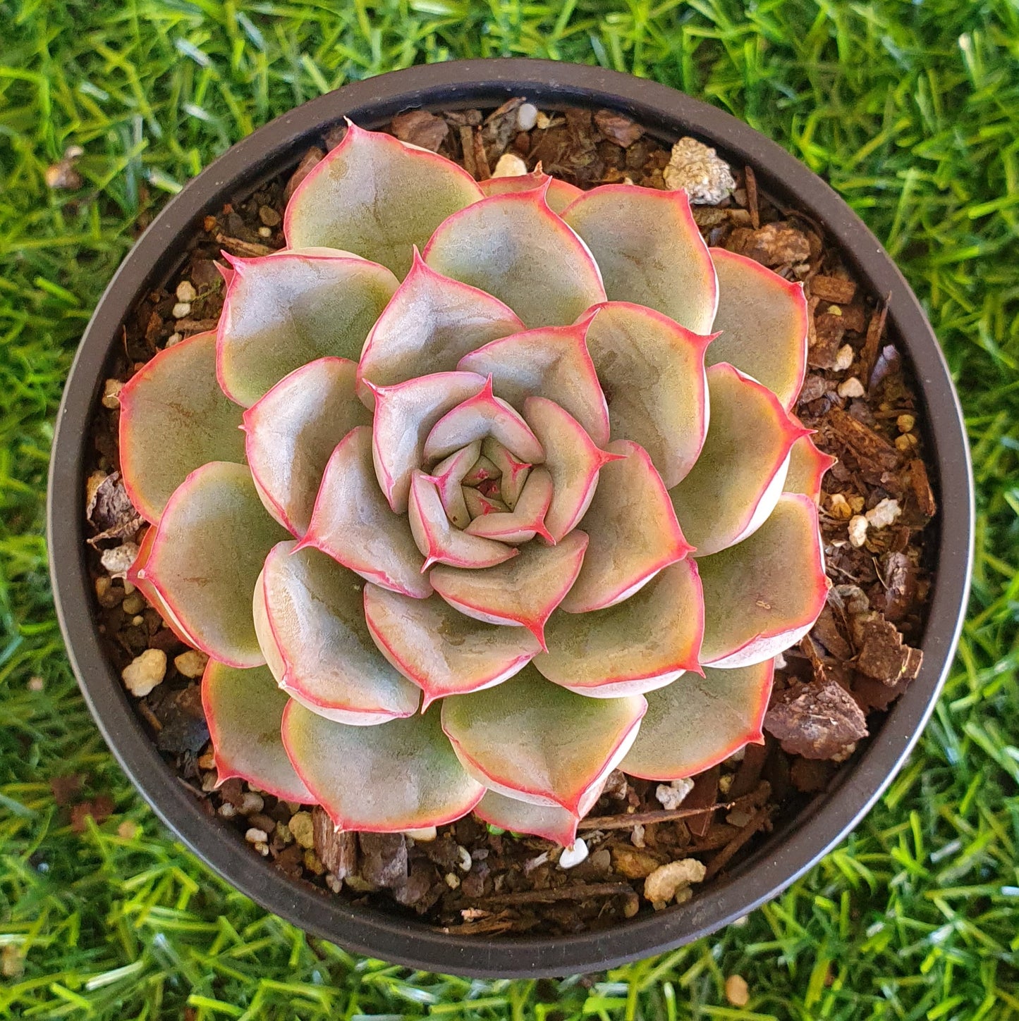 Echeveria Hercules