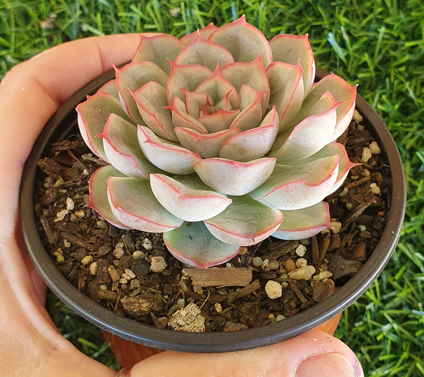 Echeveria Hercules