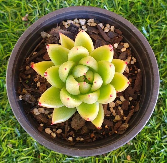 Echeveria Lemaire