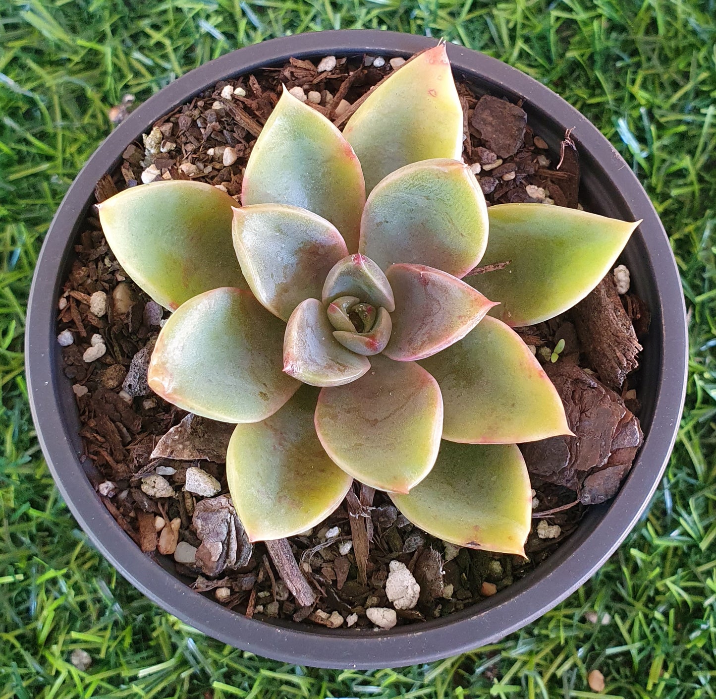 Echeveria Jules