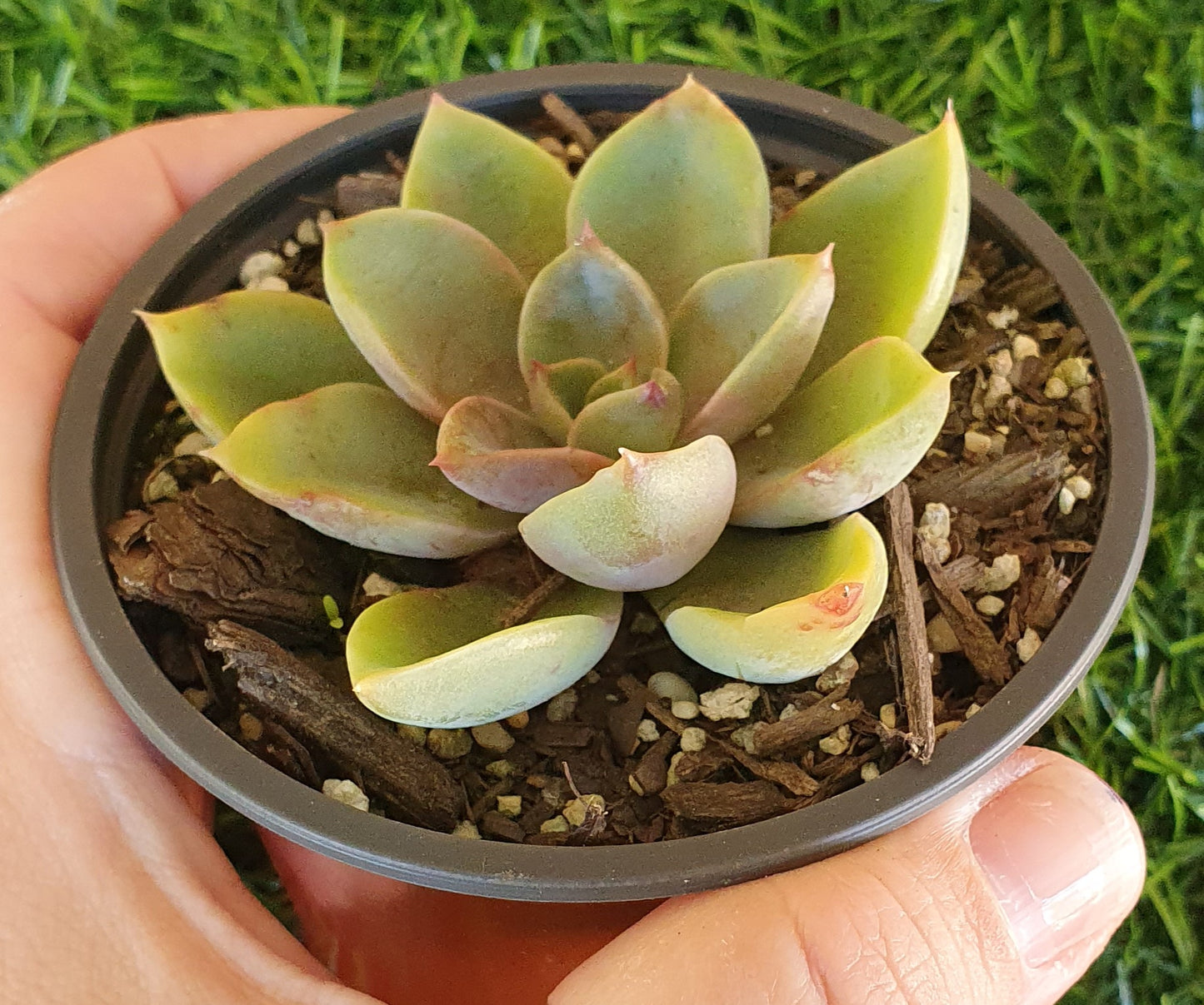 Echeveria Jules