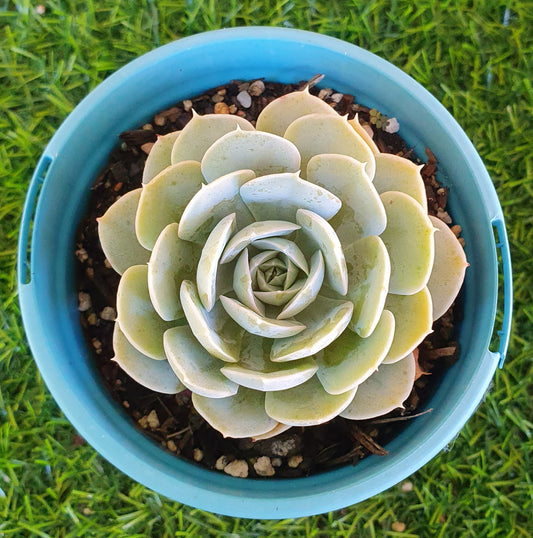 Echeveria Runyonii