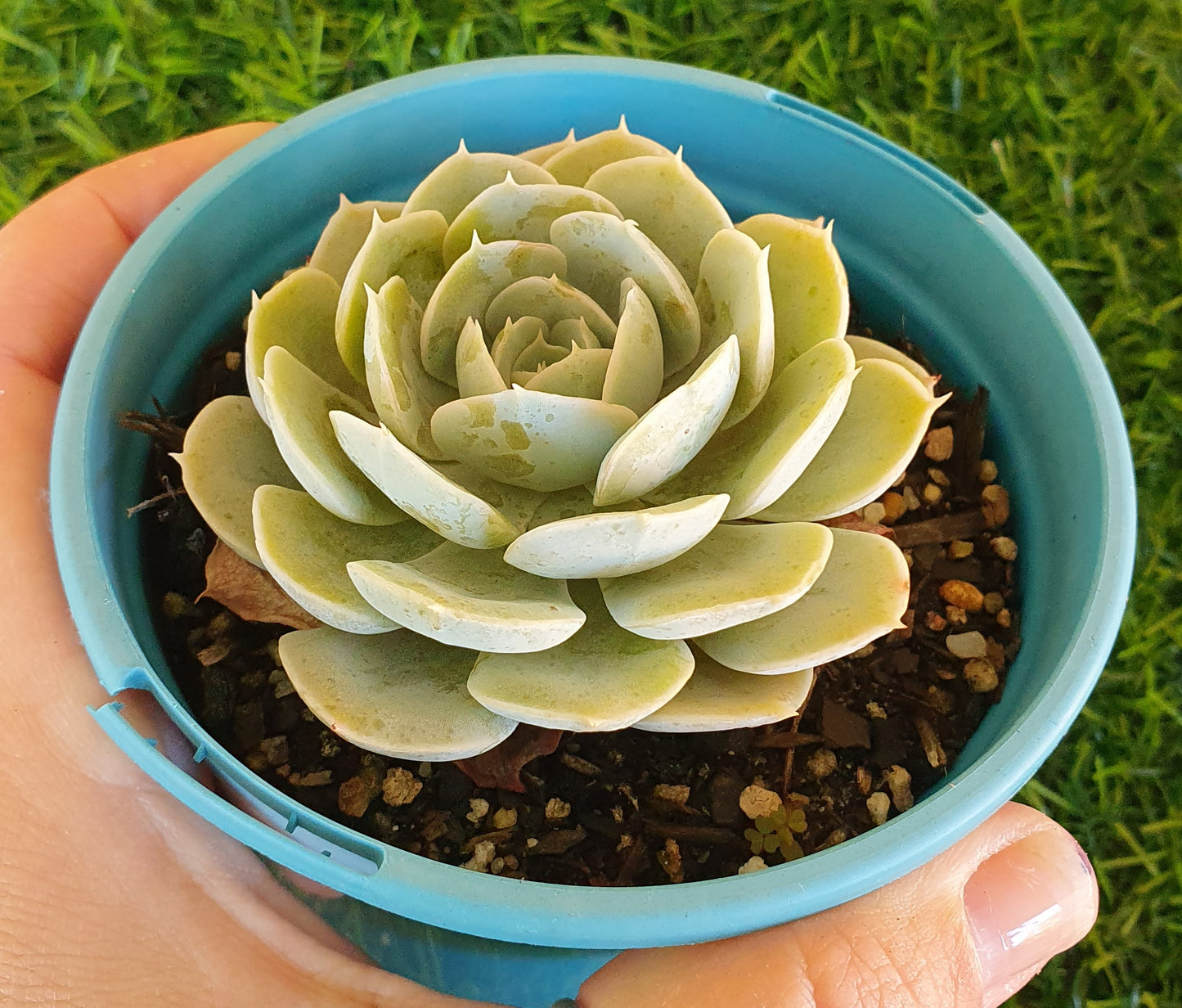 Echeveria Runyonii