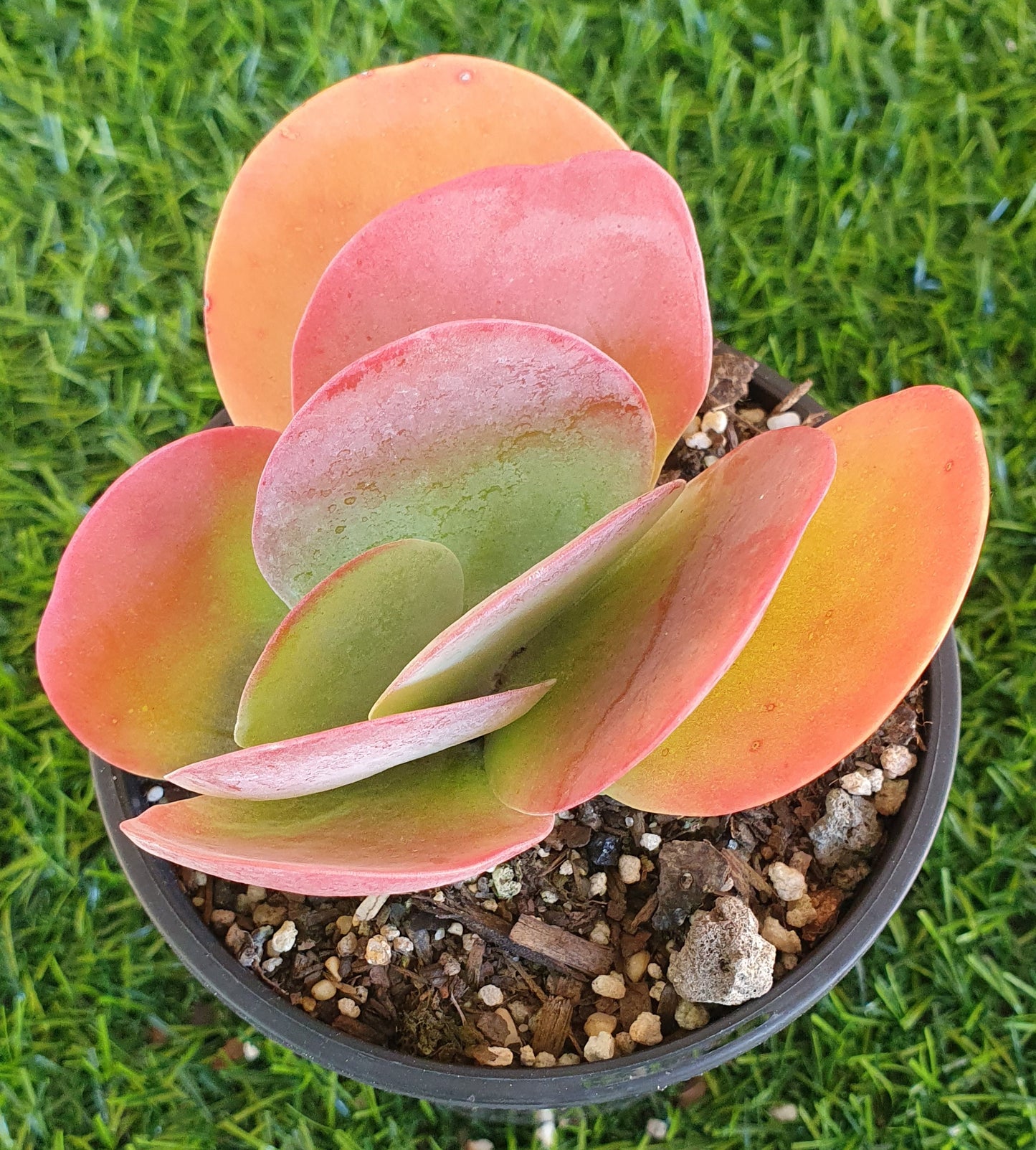 Kalanchoe Thyrsiflora 'Flapjack'