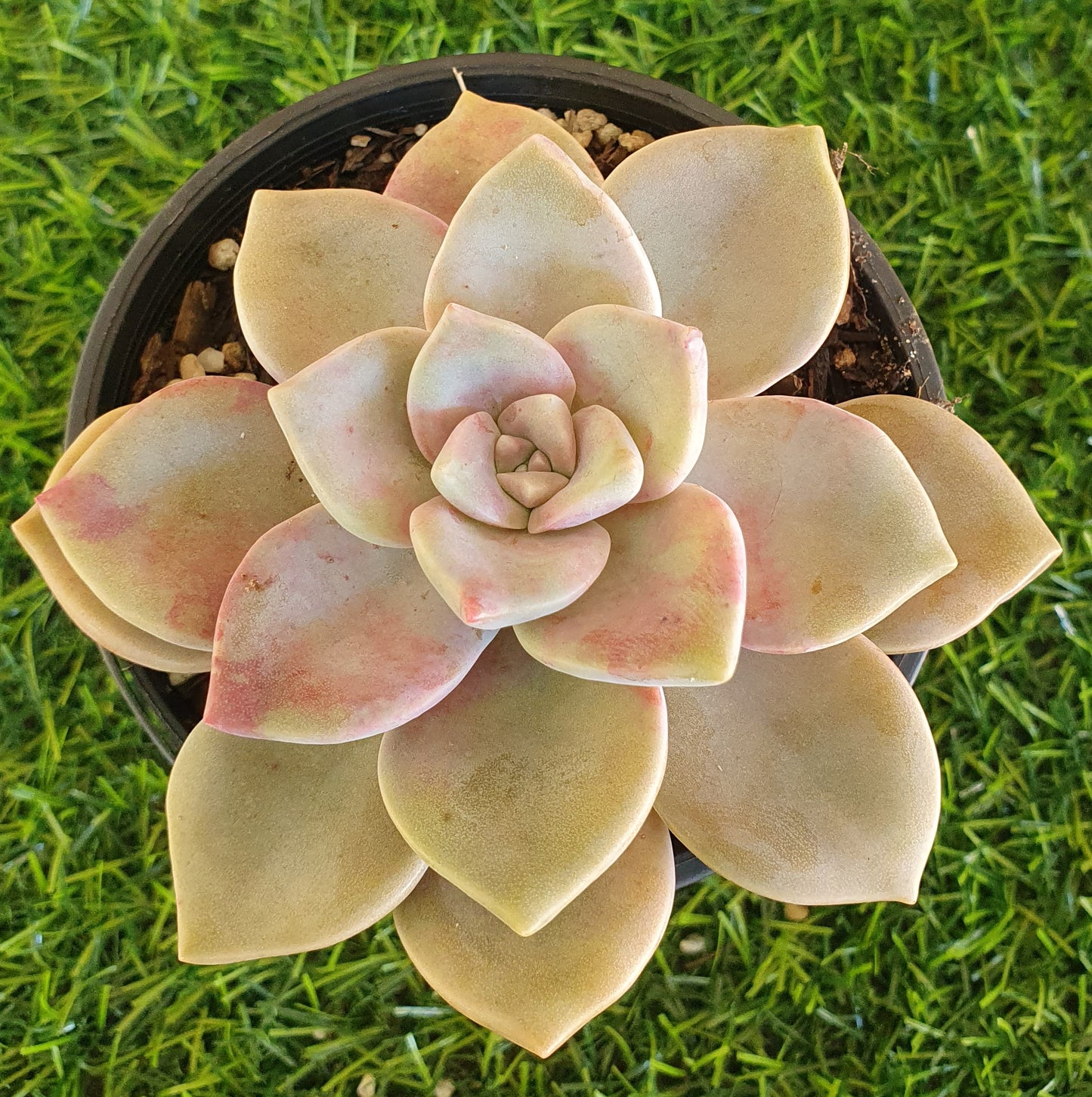 Graptoveria Purple Delight