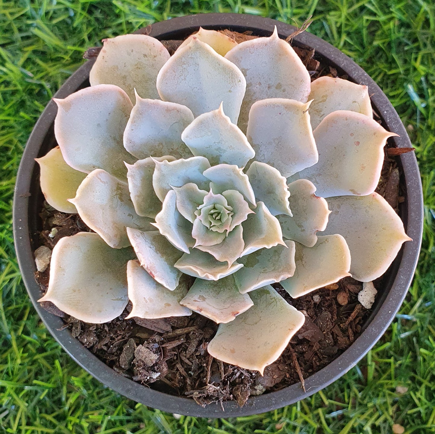 Echeveria Gunsyn