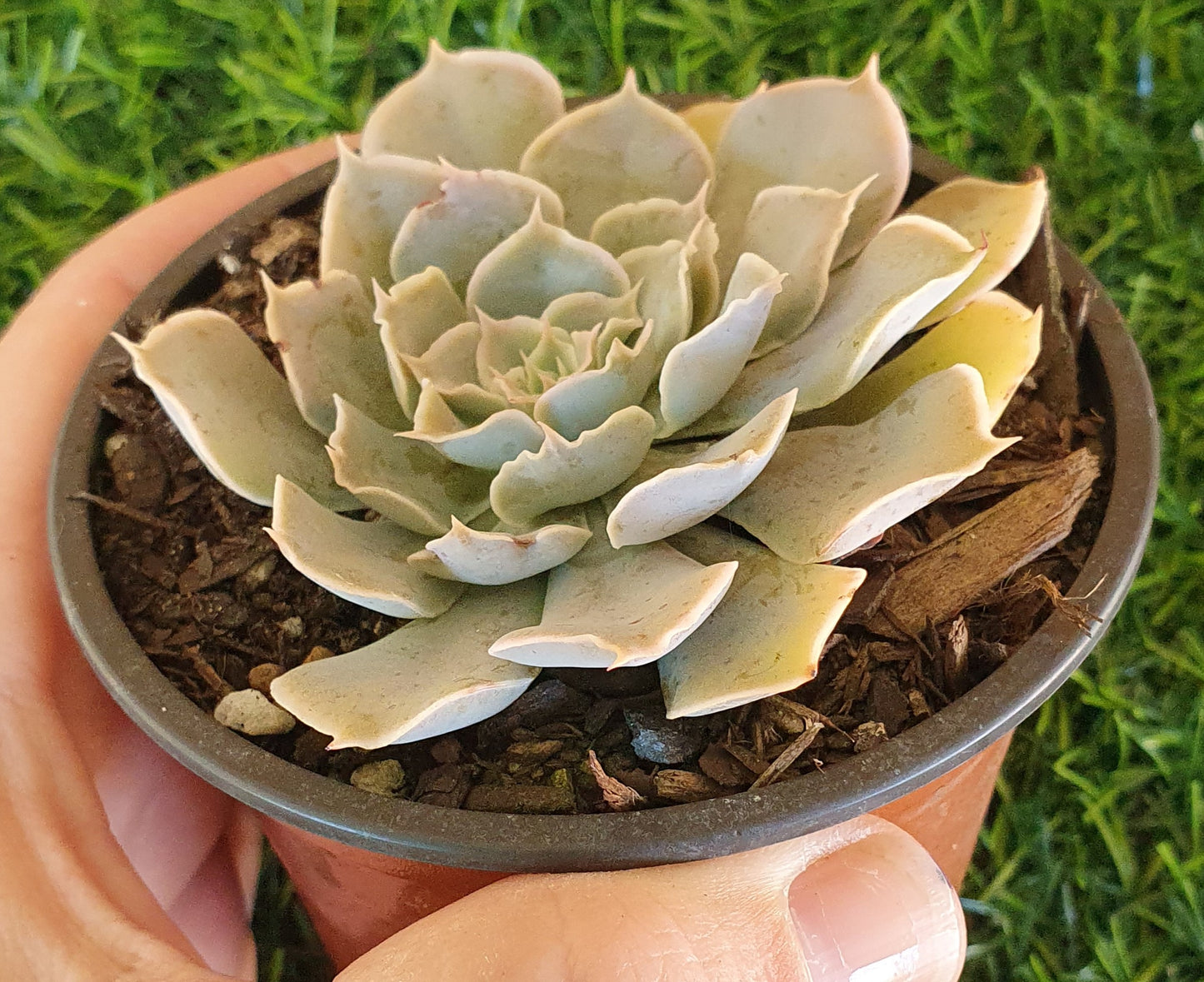 Echeveria Gunsyn