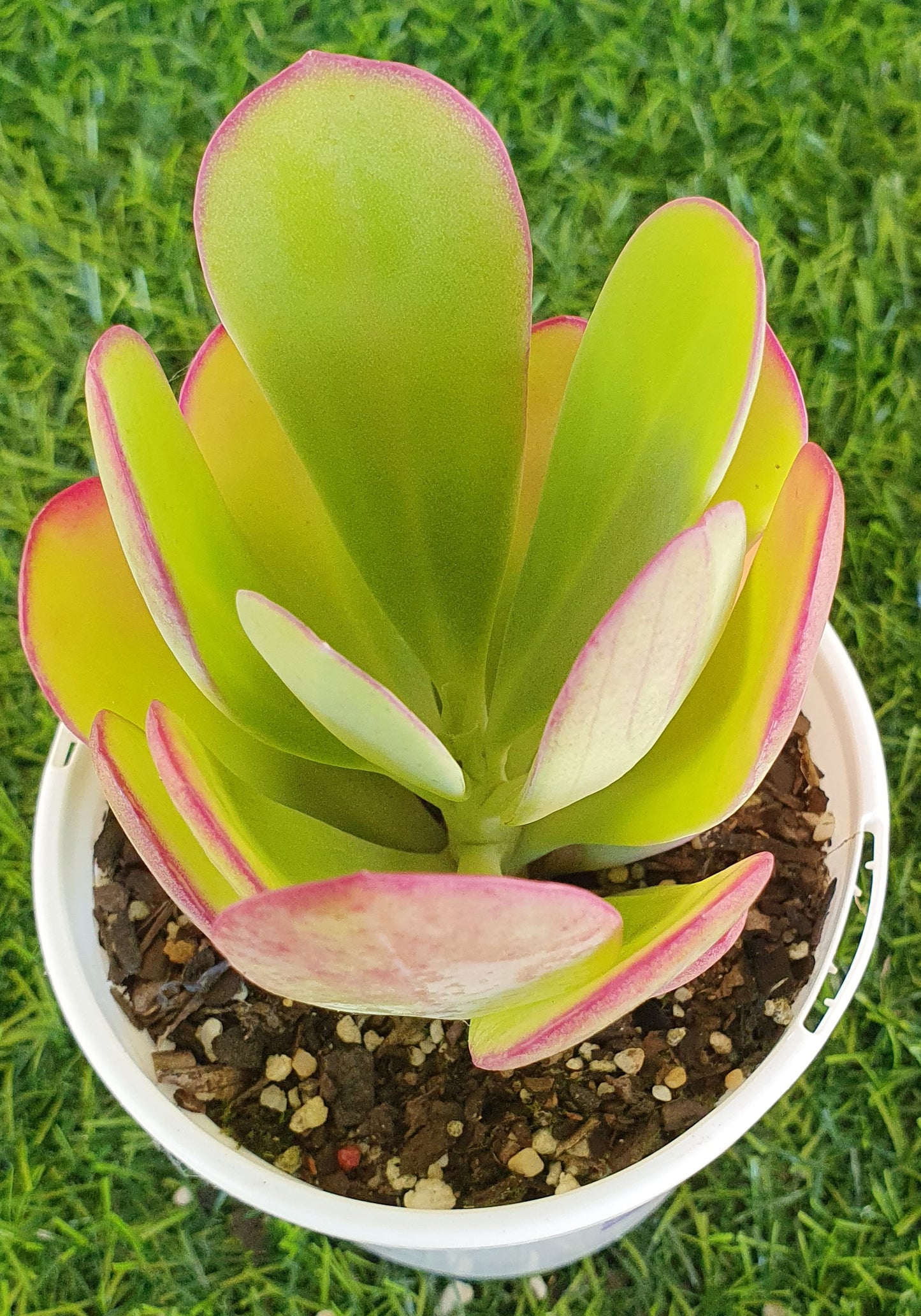 Senecio Amaniensis 'Purple Passion'