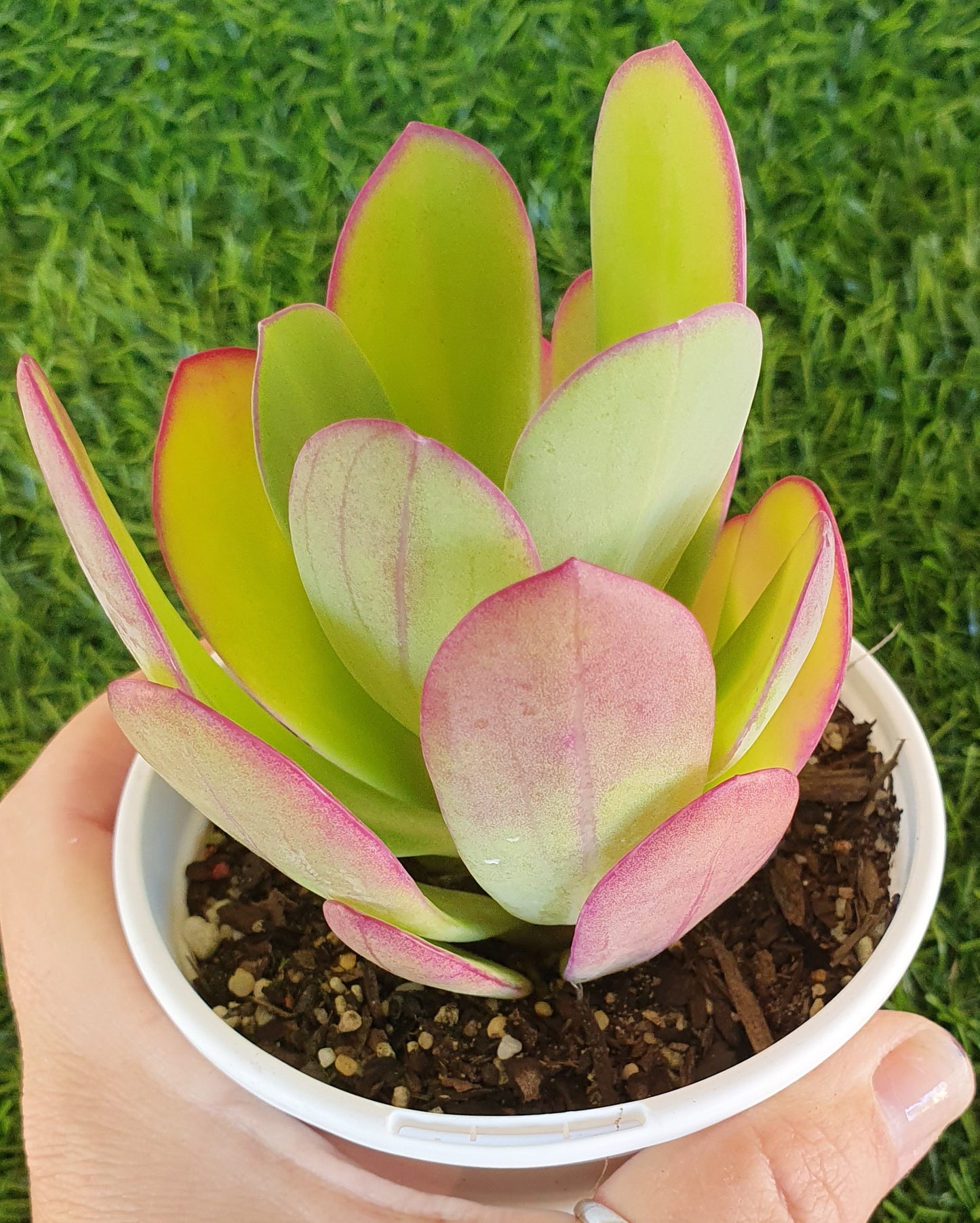 Senecio Amaniensis 'Purple Passion'