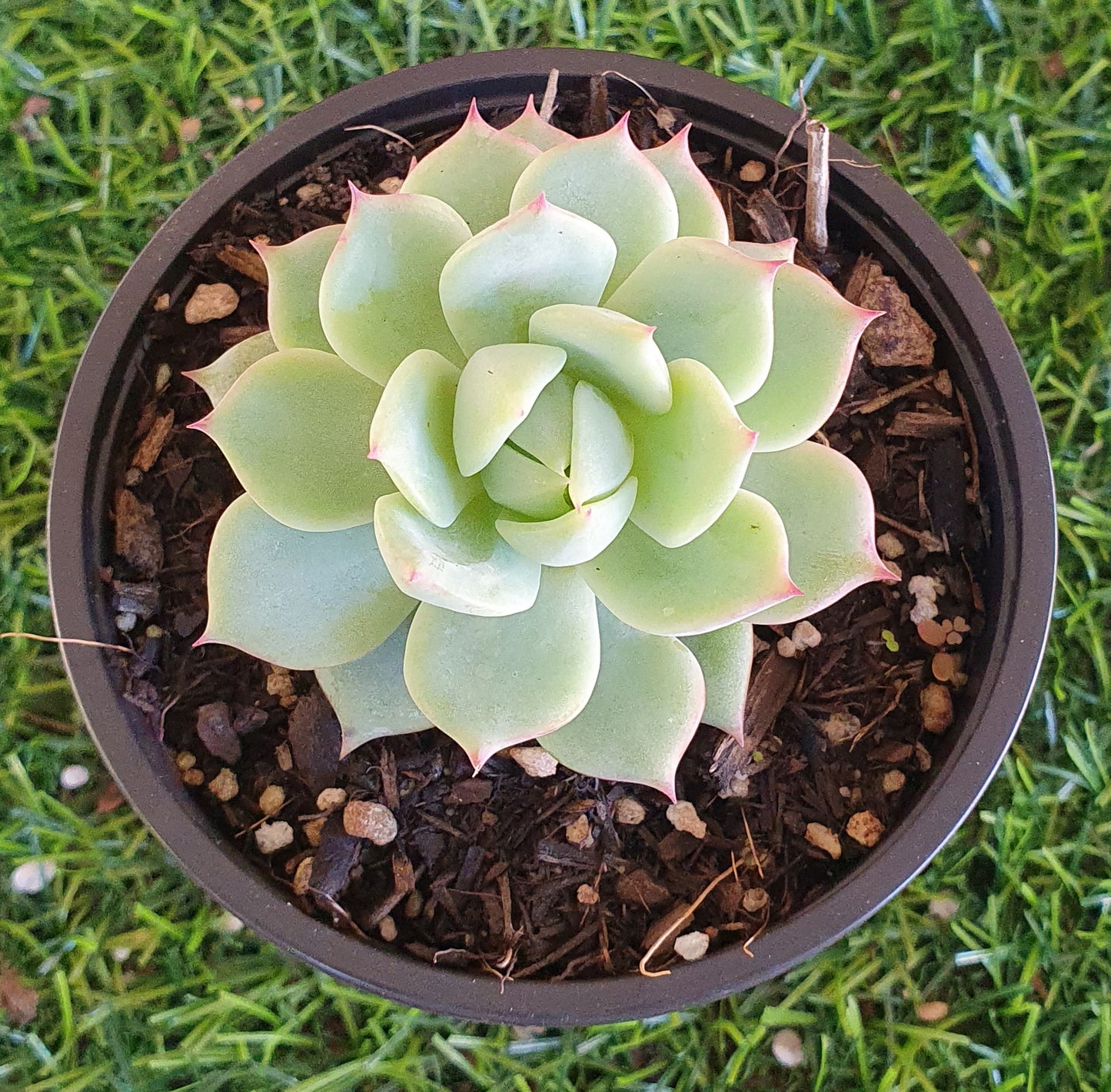 Echeveria Tippy