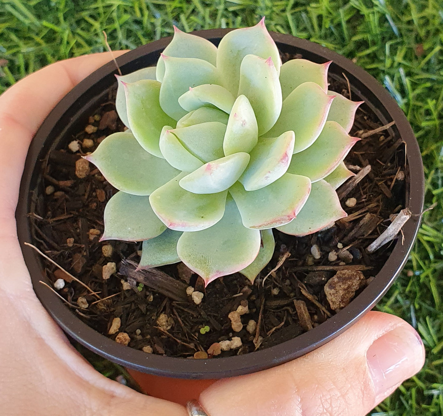 Echeveria Tippy