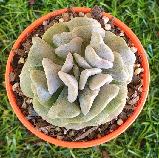 Echeveria Cubic Frost