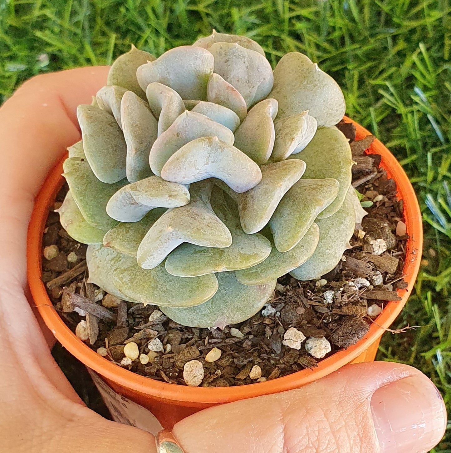 Echeveria Cubic Frost