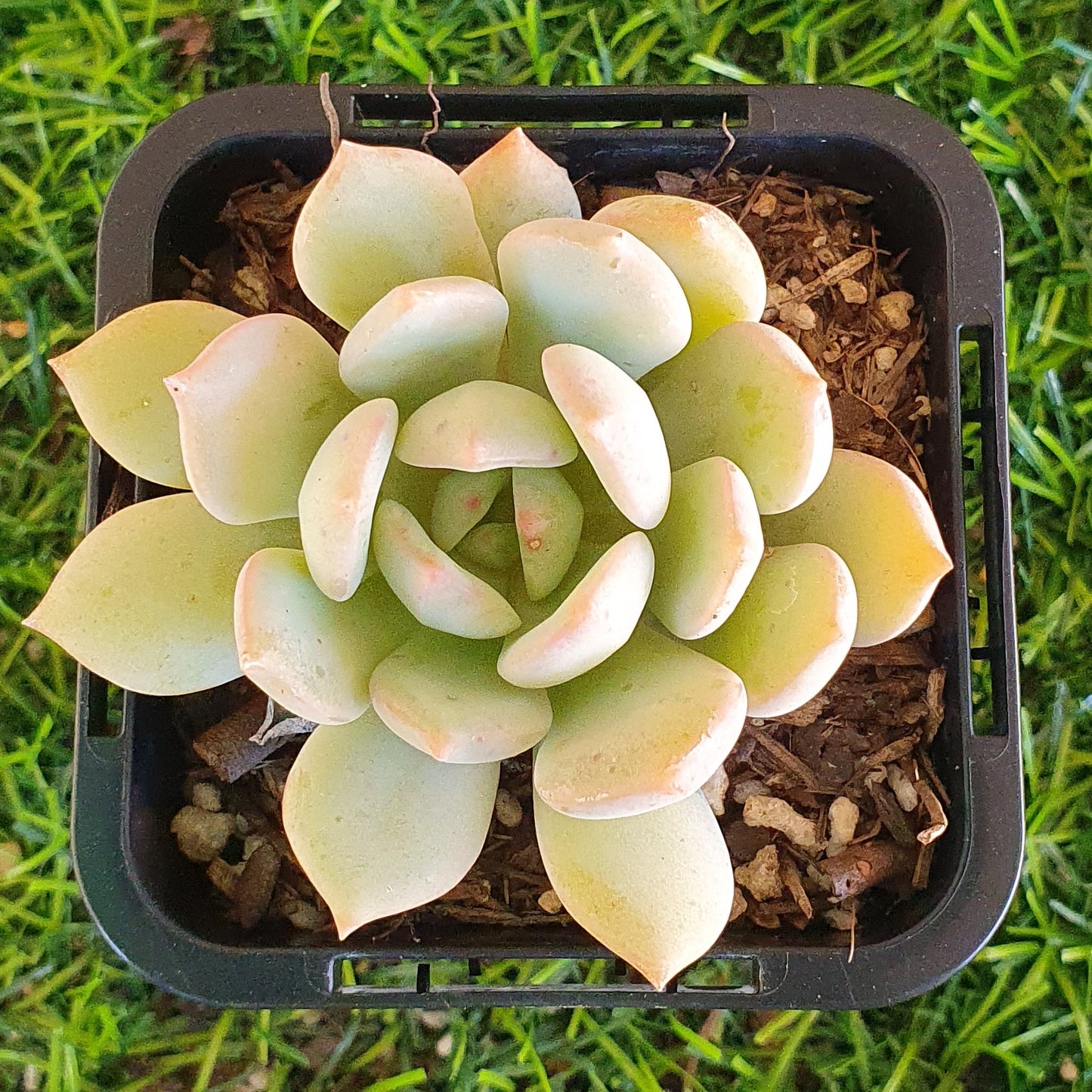 Graptoveria Moonglow