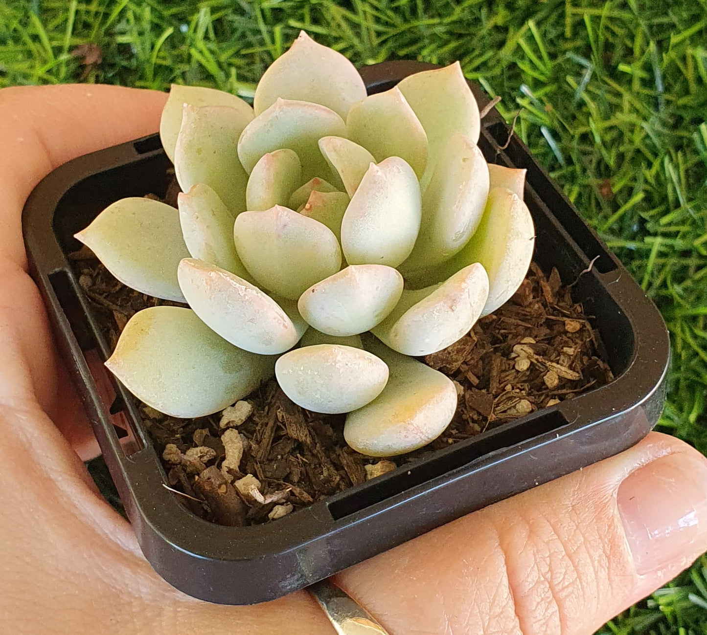 Graptoveria Moonglow