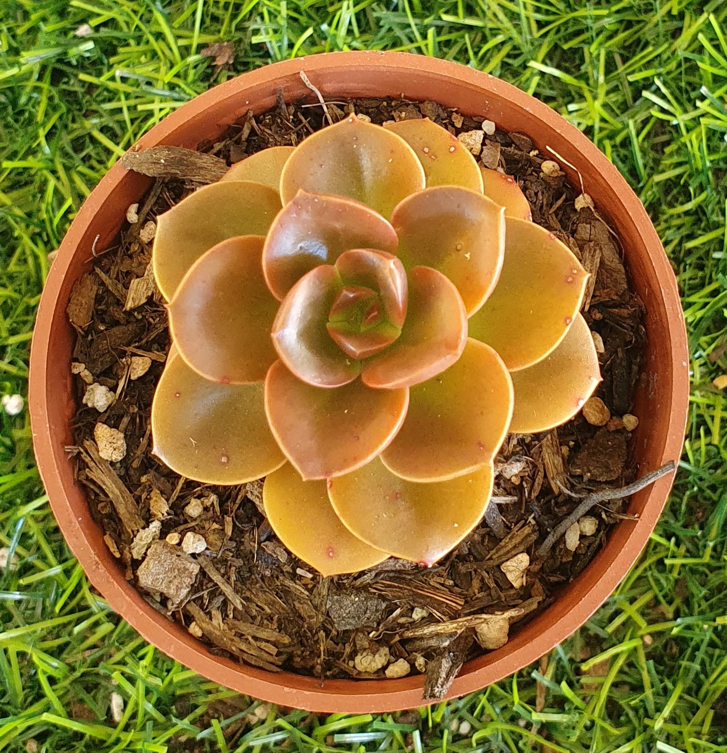 Echeveria Melaco