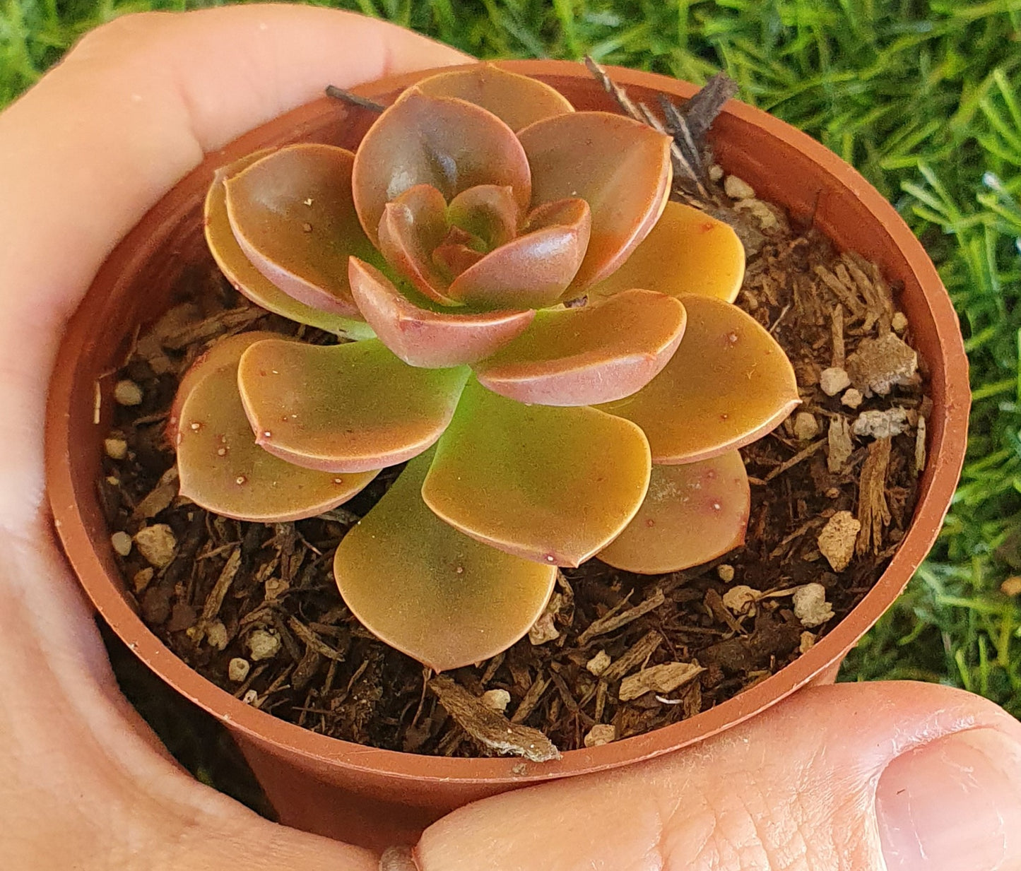 Echeveria Melaco