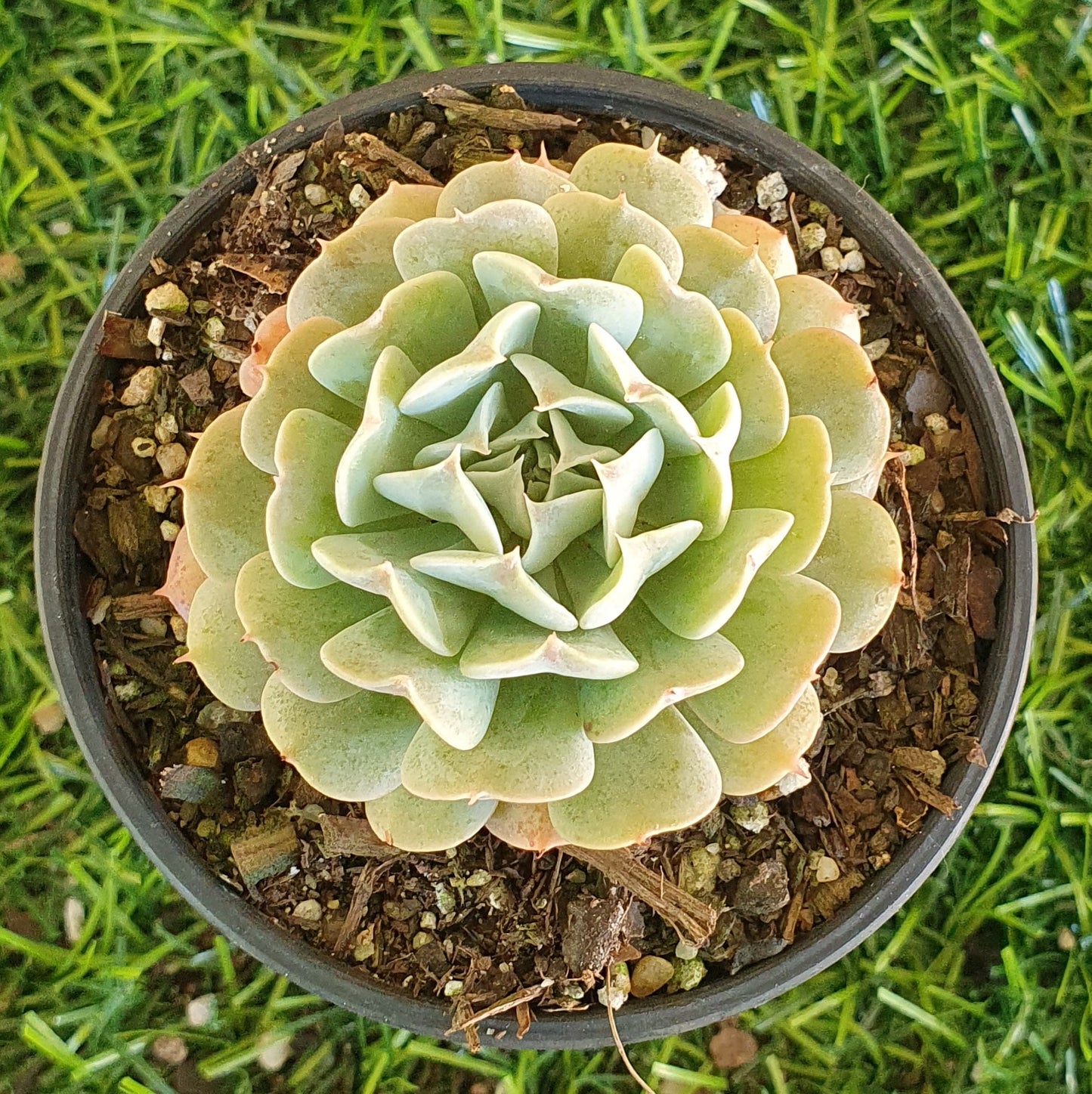 Echeveria Pinwheel Revolution