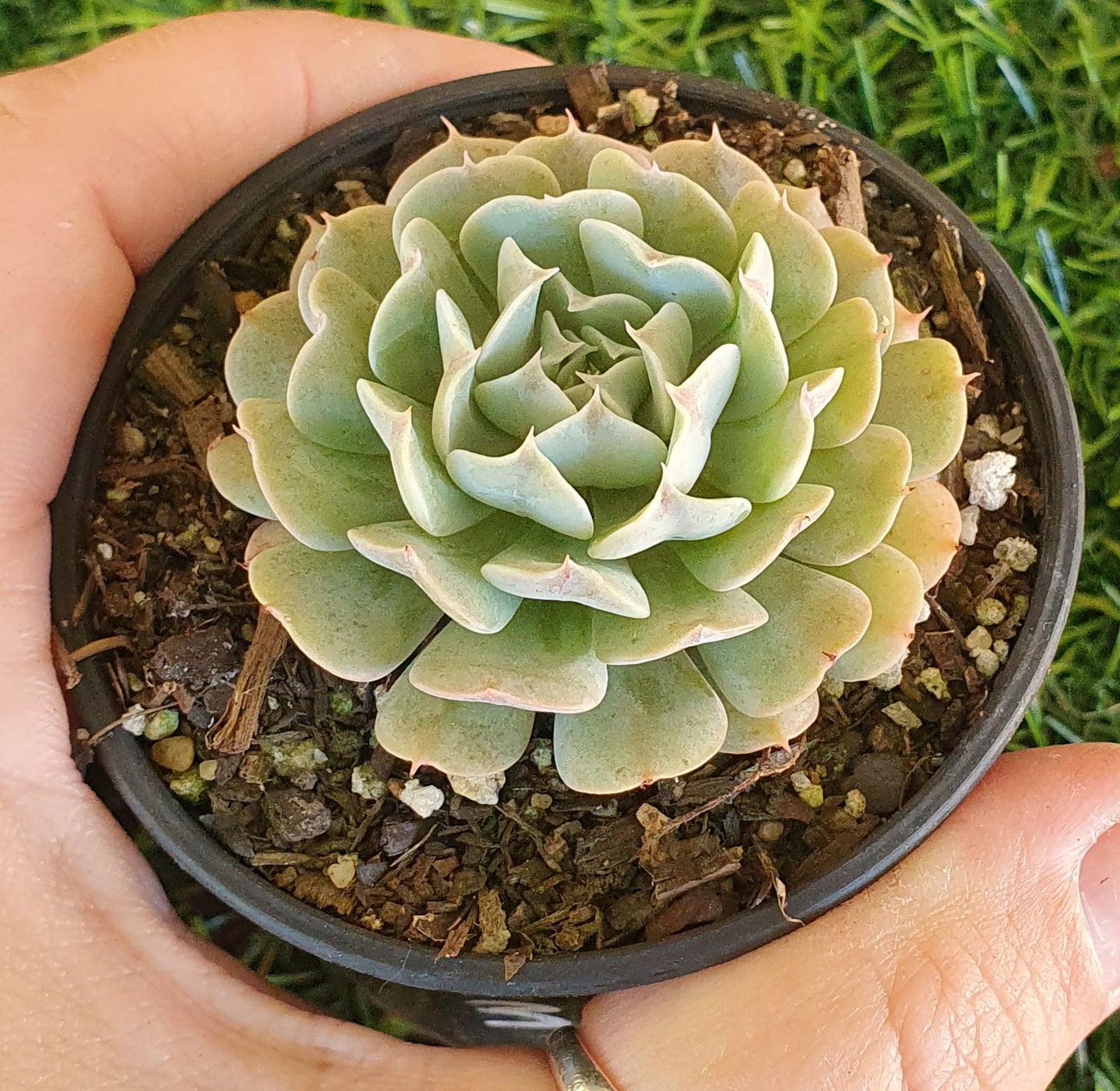 Echeveria Pinwheel Revolution