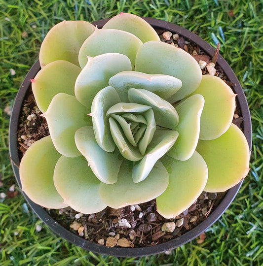 Echeveria Bladerunner