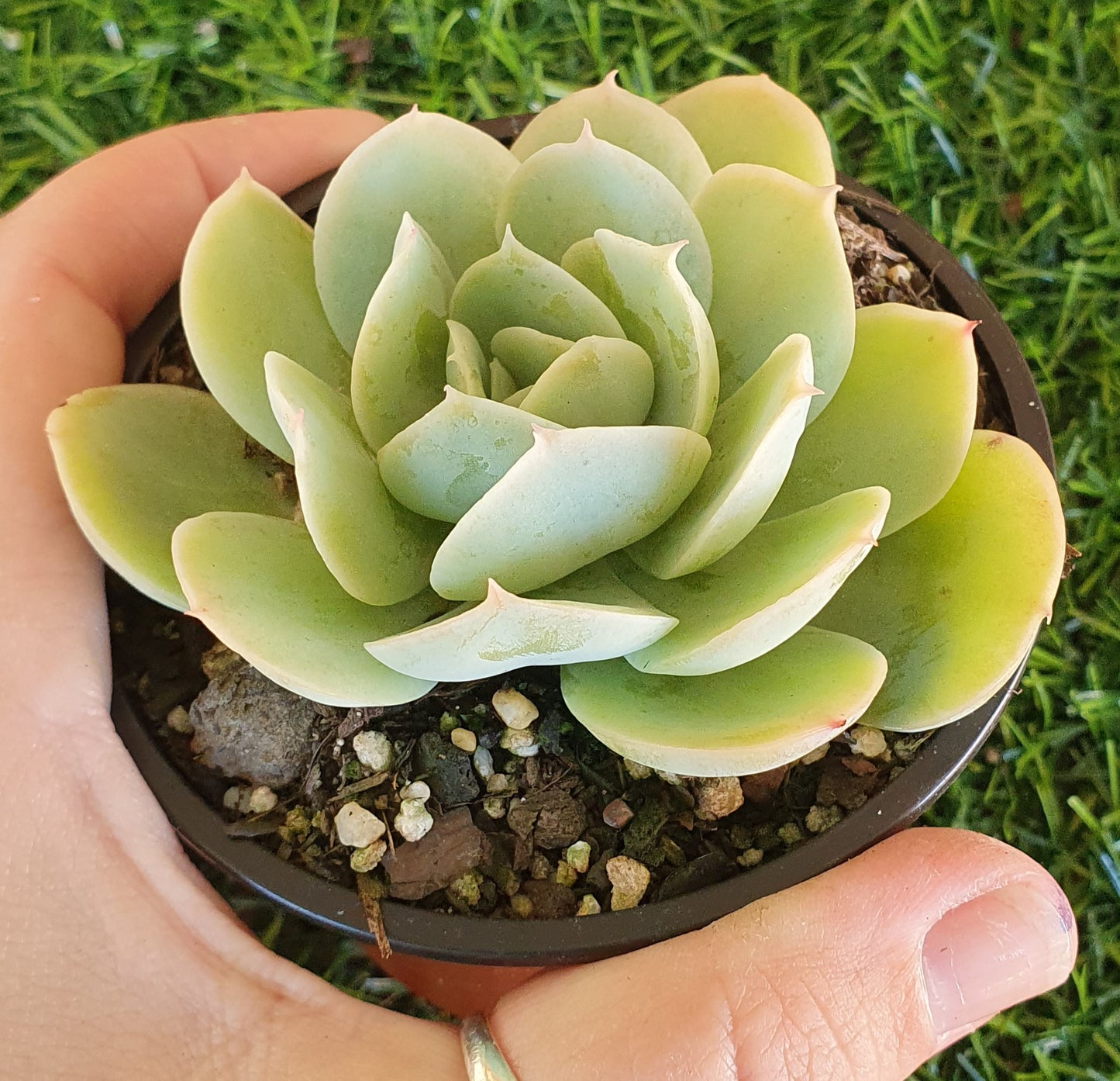 Echeveria Bladerunner