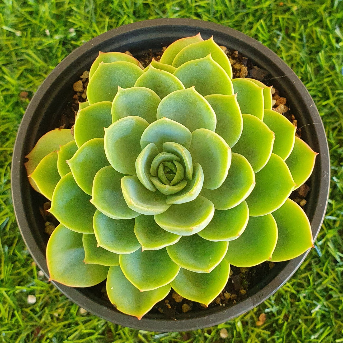 Echeveria Billy Boxer