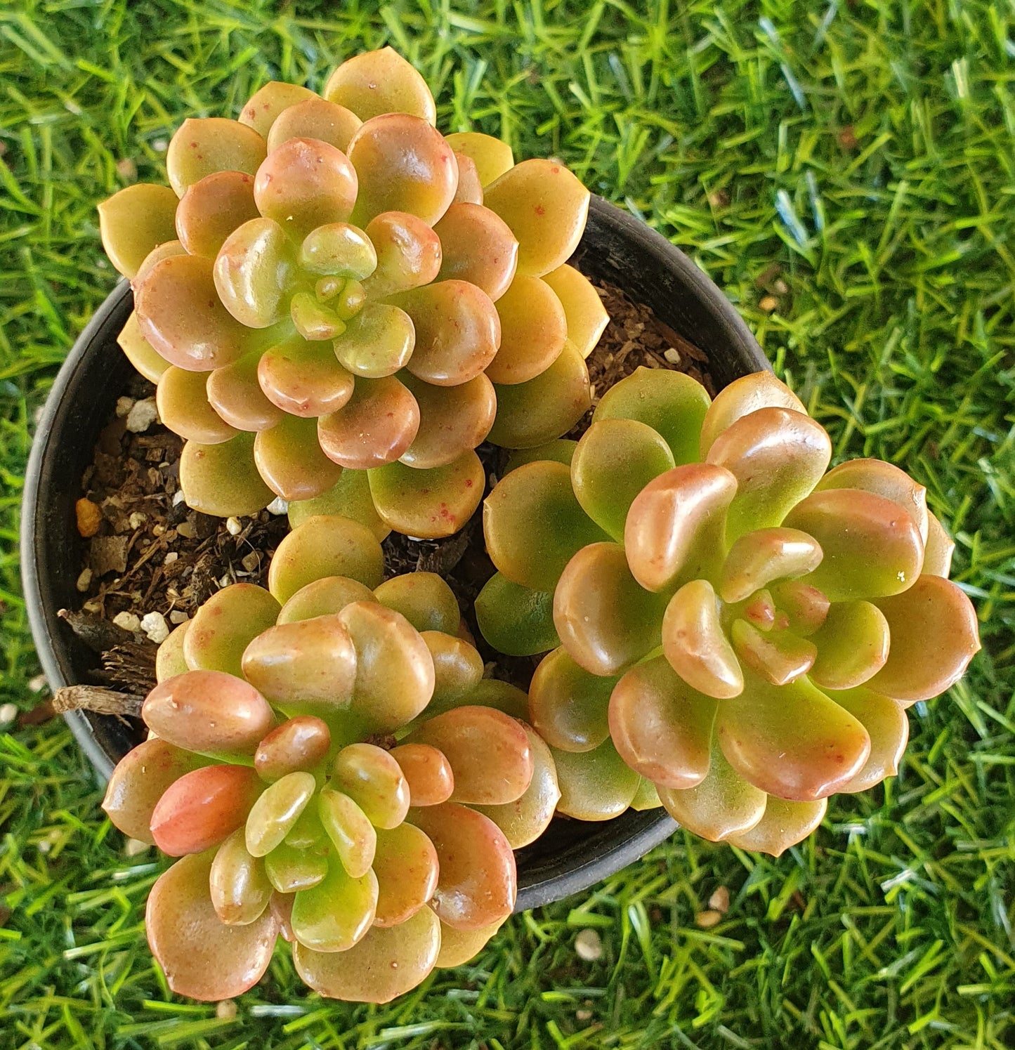 Graptosedum Nova