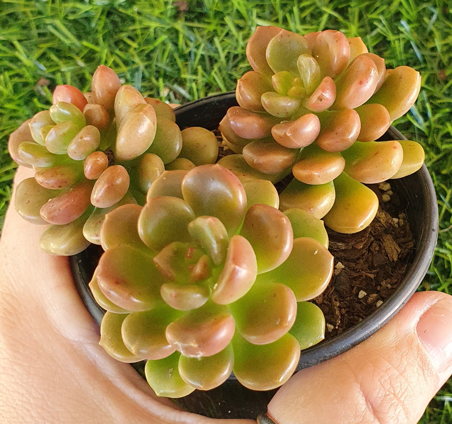 Graptosedum Nova