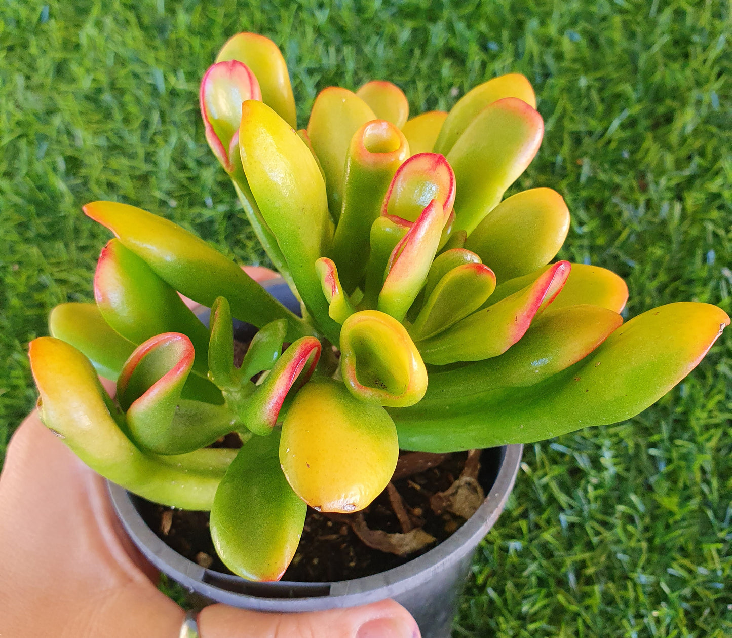 Crassula Ovata Red Coral