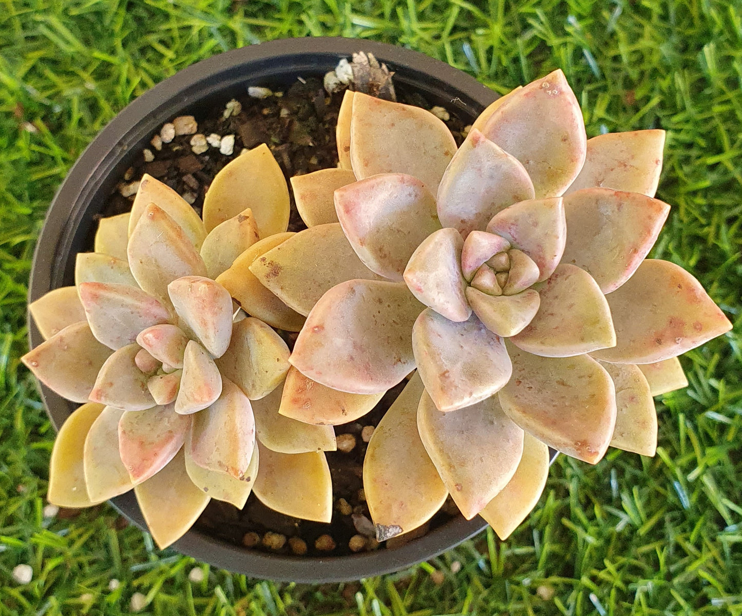 Graptoveria paraguayense subs. Bernalense