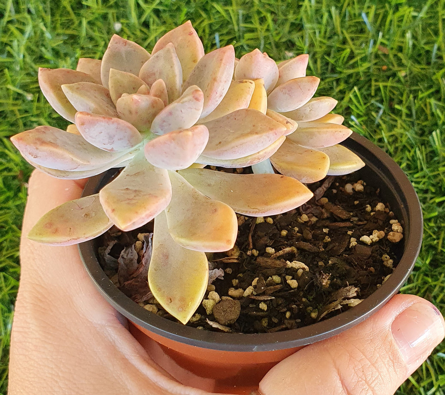 Graptoveria paraguayense subs. Bernalense