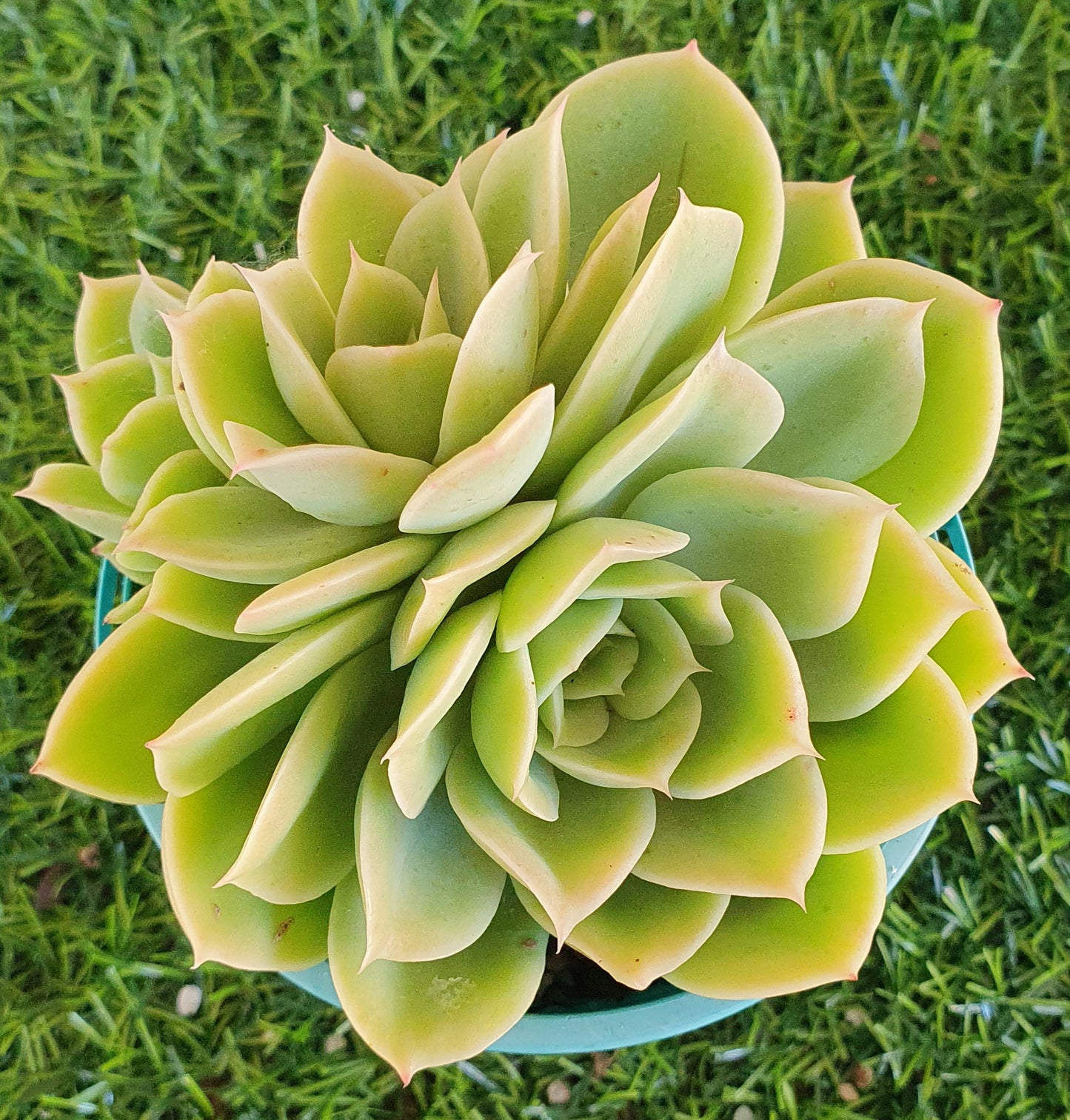 Echeveria Lemon and Lime