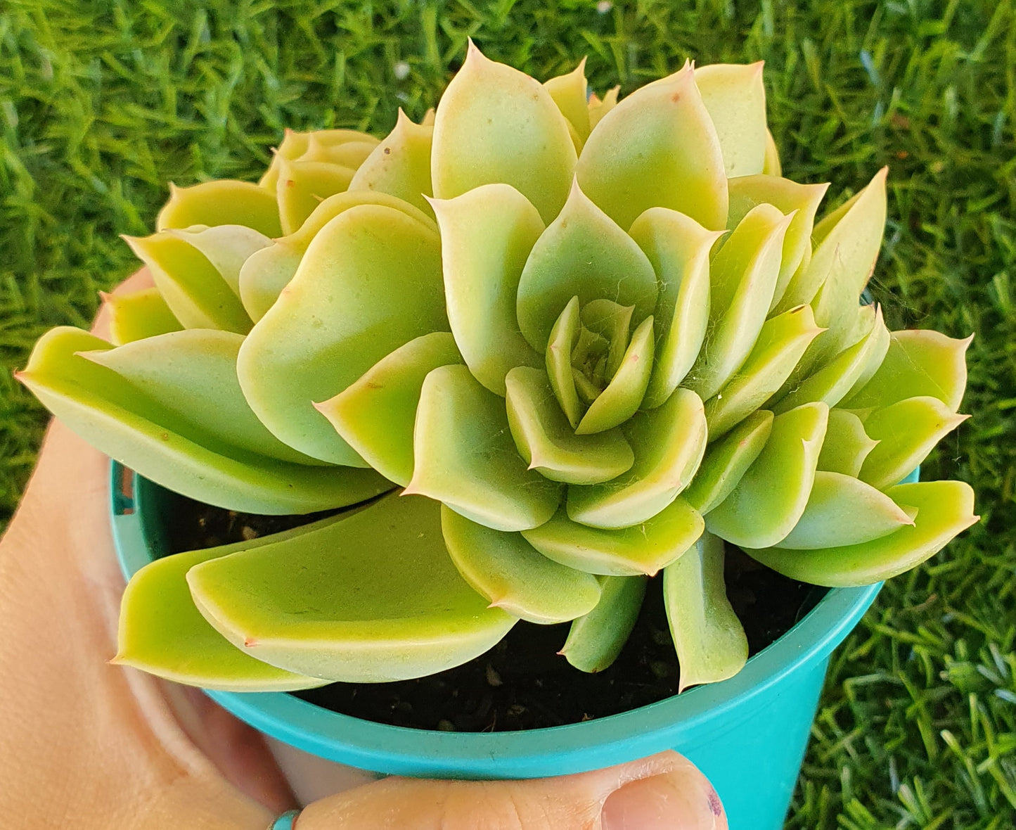 Echeveria Lemon and Lime