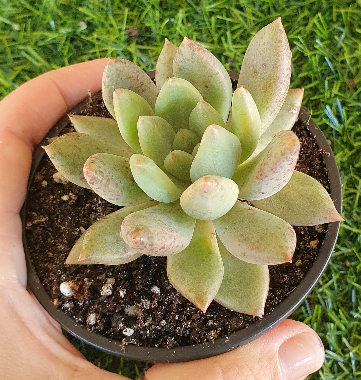 Pachyphytum Diamond