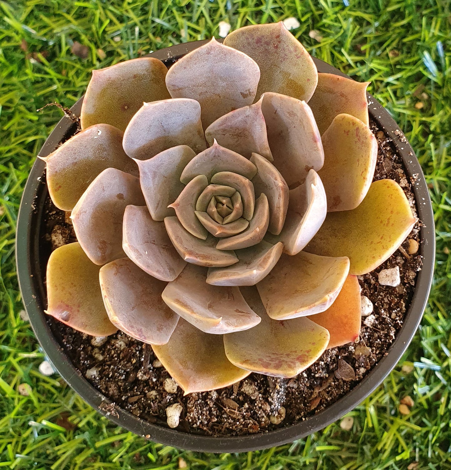 Echeveria Linda Jean