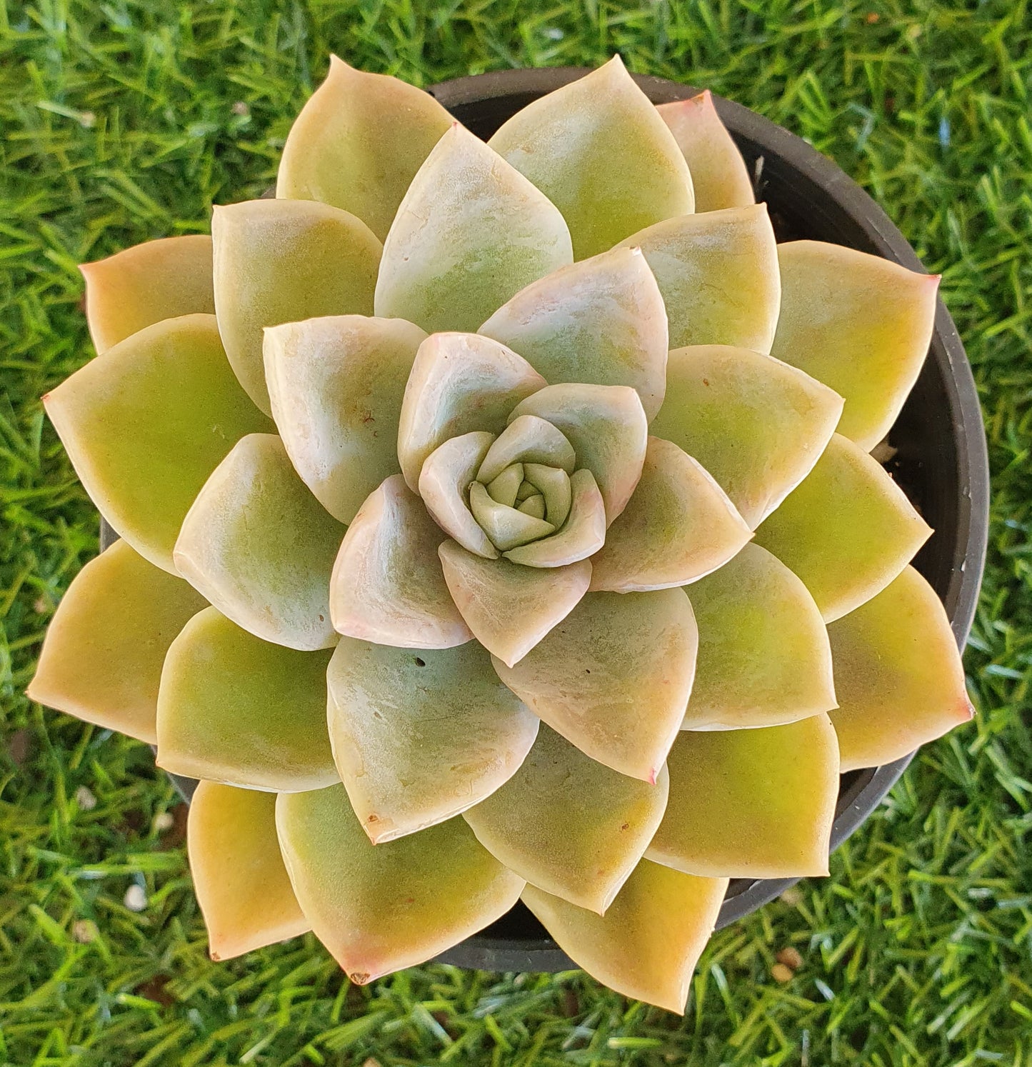 Graptoveria Manda