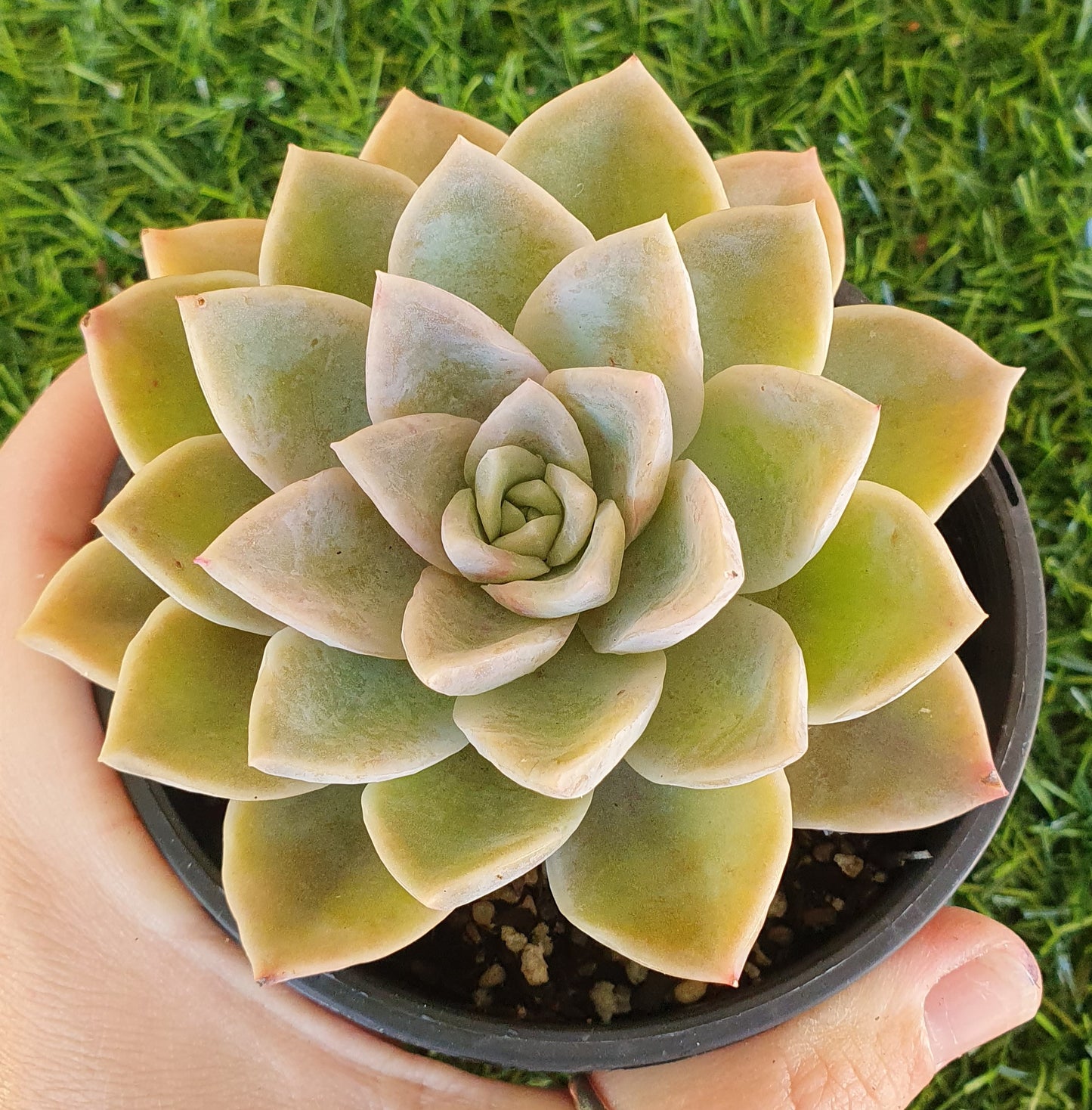 Graptoveria Manda