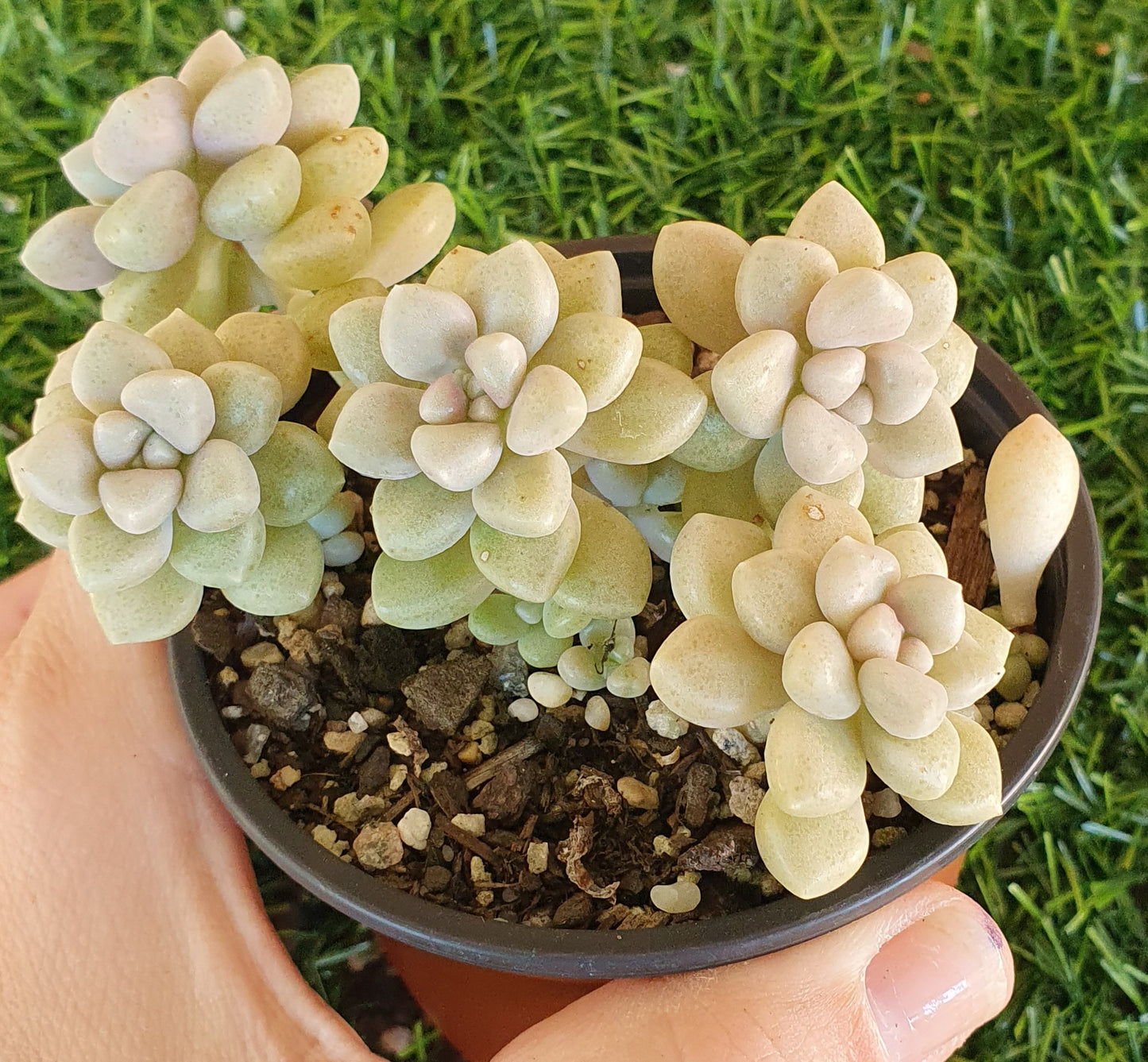 Graptopetalum Mendozae