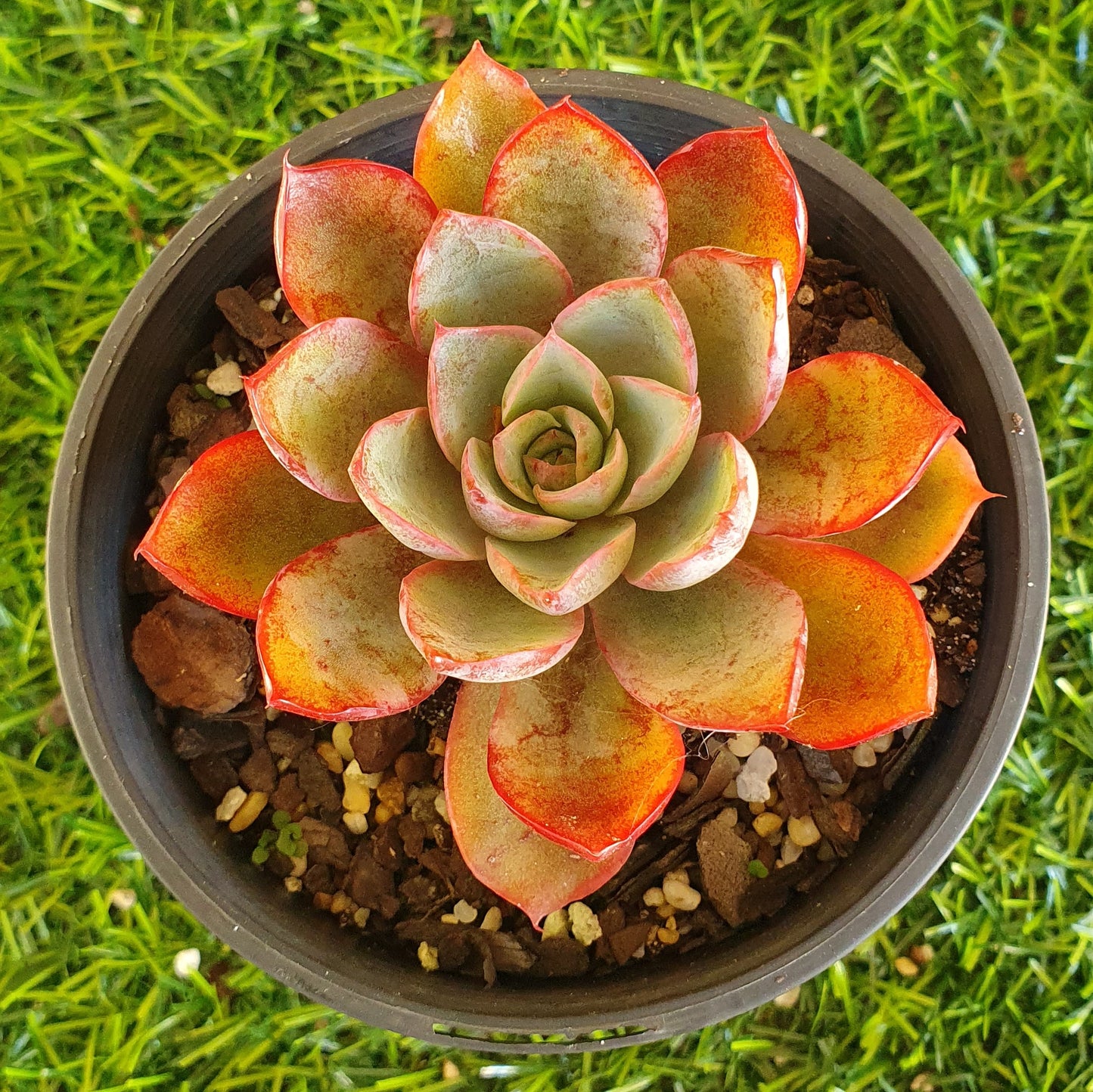 Echeveria Hera