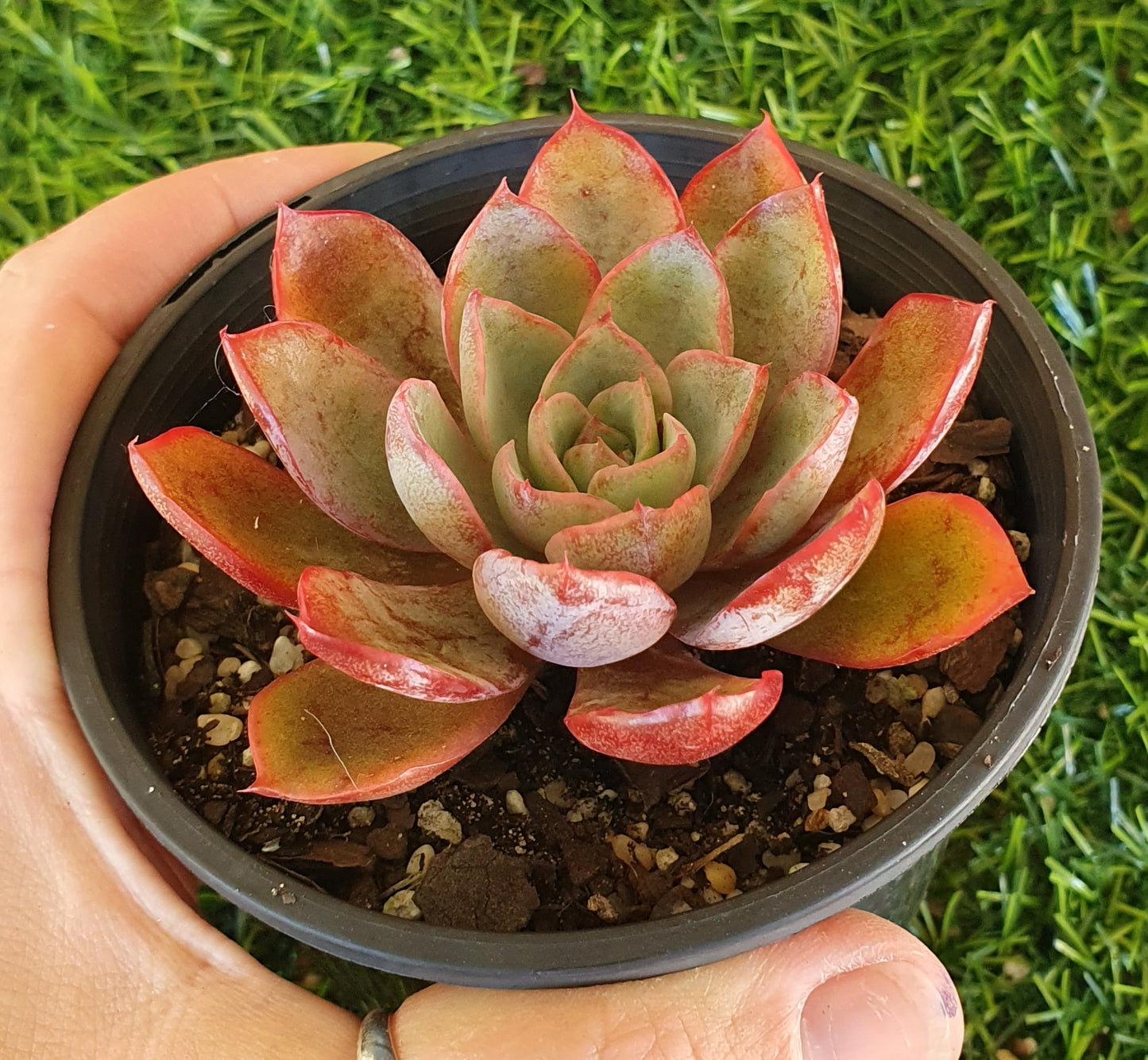 Echeveria Hera