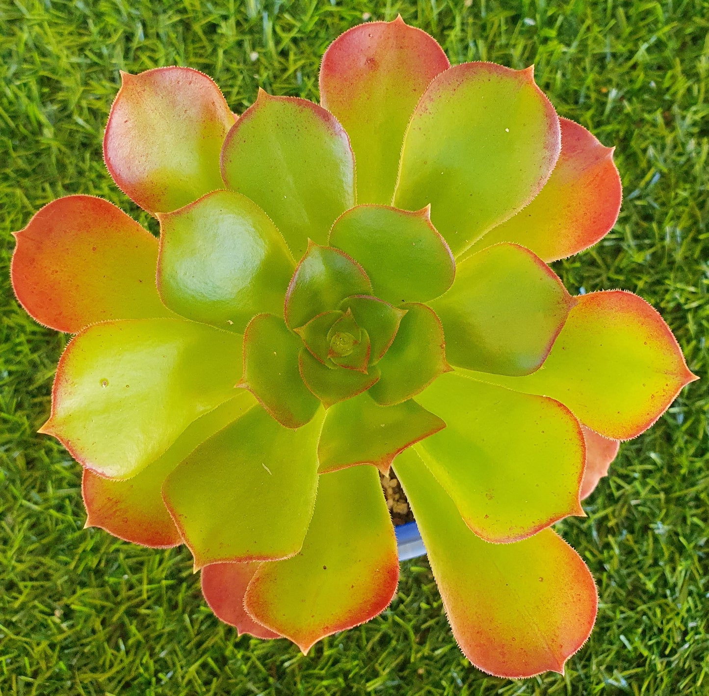 Aeonium Velour