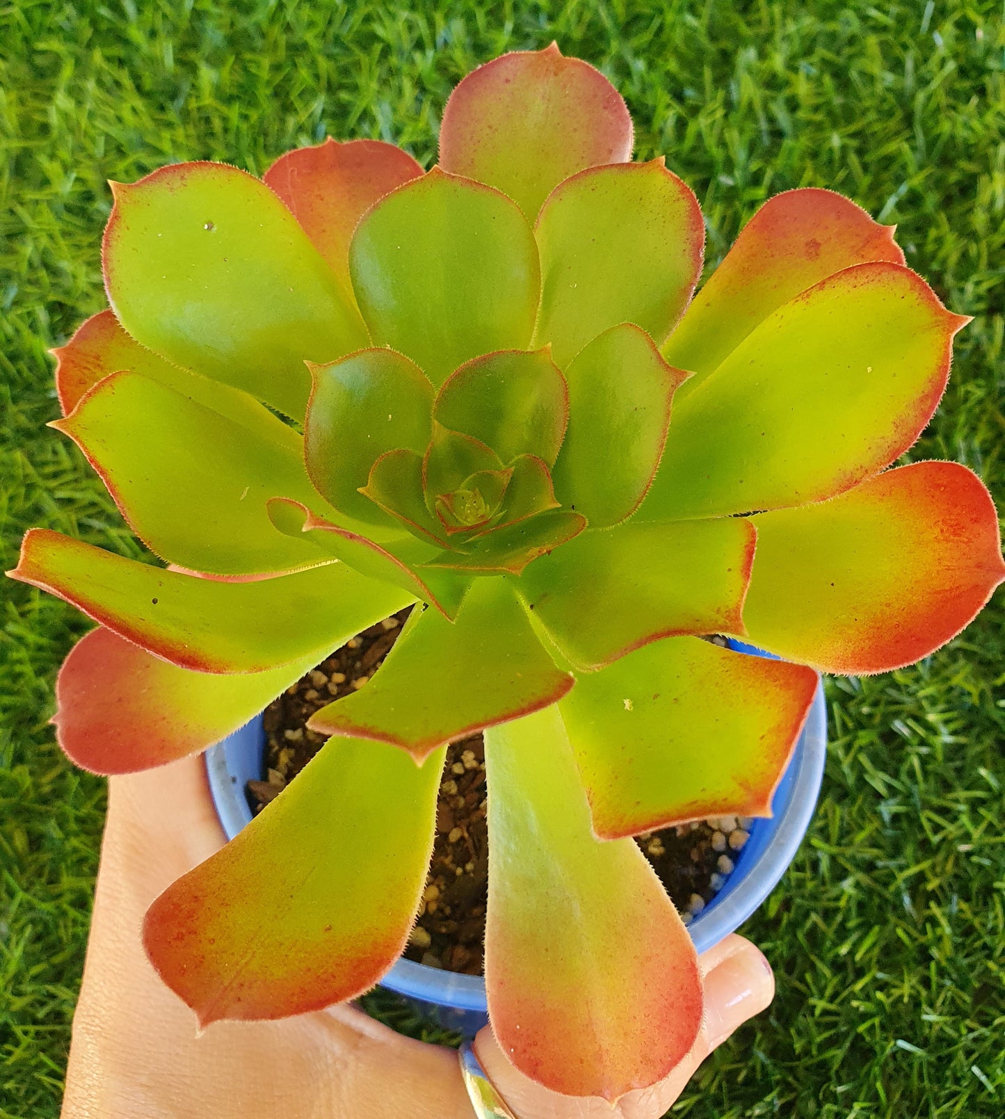 Aeonium Velour